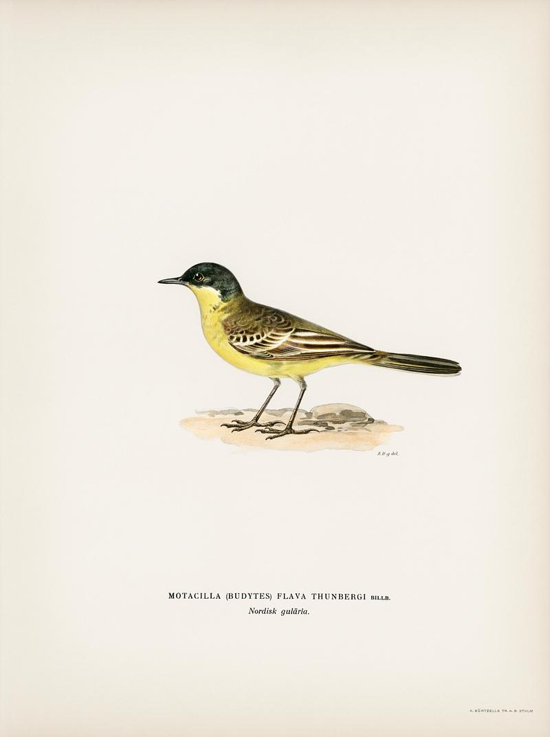 Grey-headed Wagtail (MOTACILLA (BUDYTES) FLAVA THUNBERGI) illustrated by the von Wright brothers. Digitally enhanced from our own 1929 folio version of Svenska Fåglar Efter Naturen Och Pa Sten Ritade. Grey-headed Wagtail (MOTACILLA (BUDYTES) FLAVA THUNBERGI) illustrated by the von Wright brothers. Digitally enhanced from our…