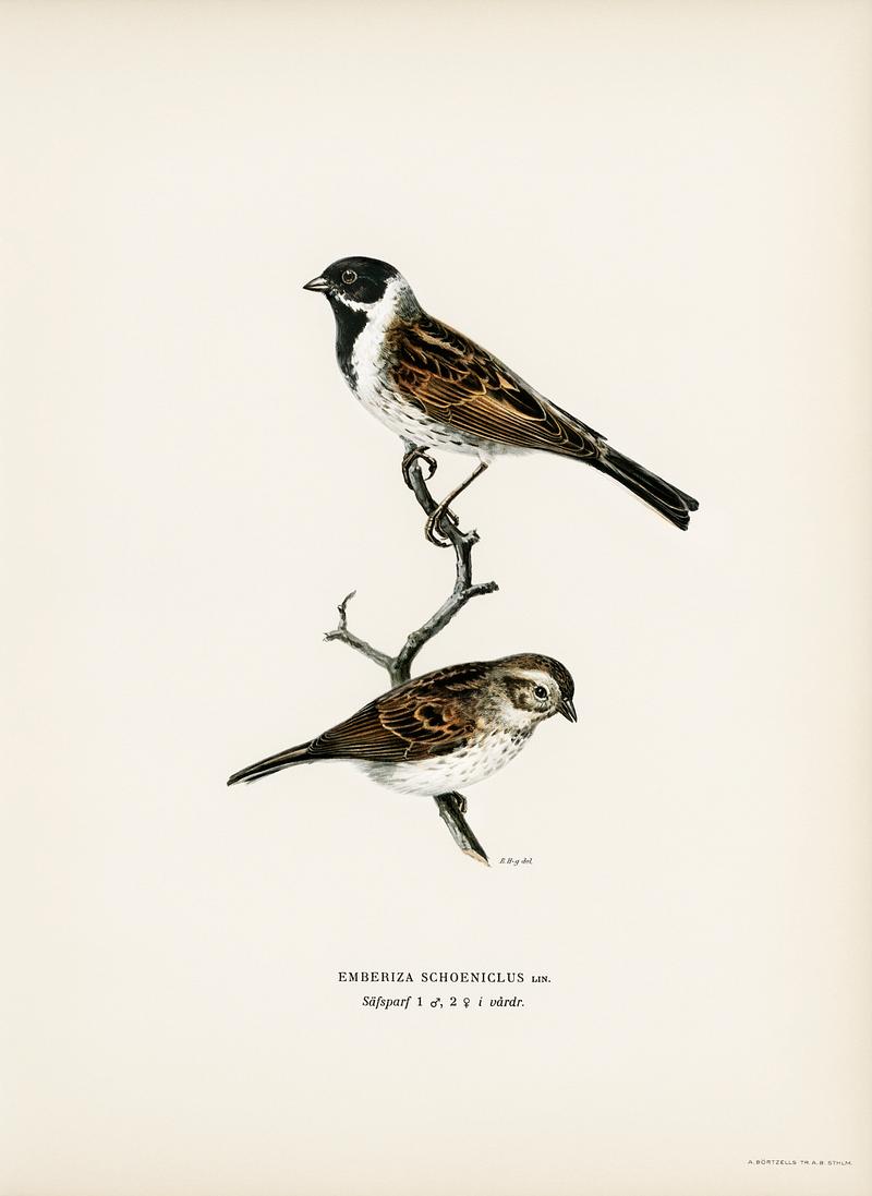 Reed bunting ♀ ♂ (EMBERIZA SCHOENICLUS) illustrated by the von Wright brothers. Digitally enhanced from our own 1929 folio version of Svenska Fåglar Efter Naturen Och Pa Sten Ritade. Reed bunting ♀ ♂ (EMBERIZA SCHOENICLUS) illustrated by the von Wright brothers. Digitally enhanced from our own 1929 folio…