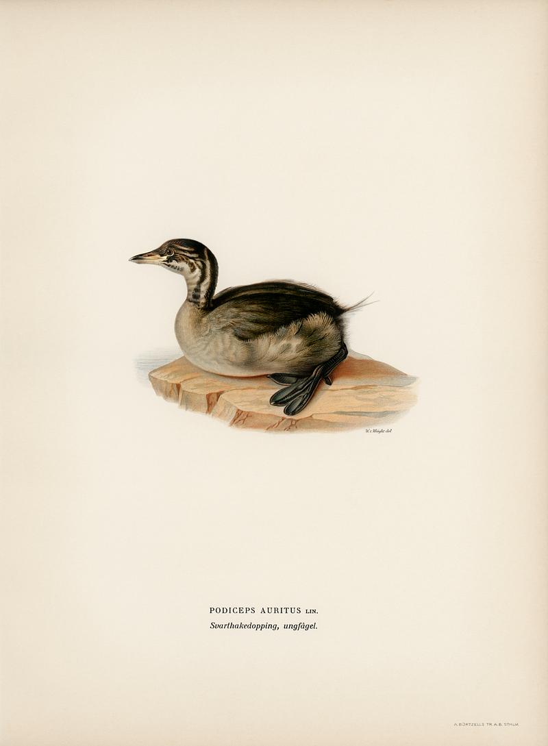 Young horned grebe (PODICEPS AURITUS) illustrated by the von Wright brothers. Digitally enhanced from our own 1929 folio version of Svenska Fåglar Efter Naturen Och Pa Sten Ritade. Young horned grebe (PODICEPS AURITUS) illustrated by the von Wright brothers. Digitally enhanced from our own 1929 folio…