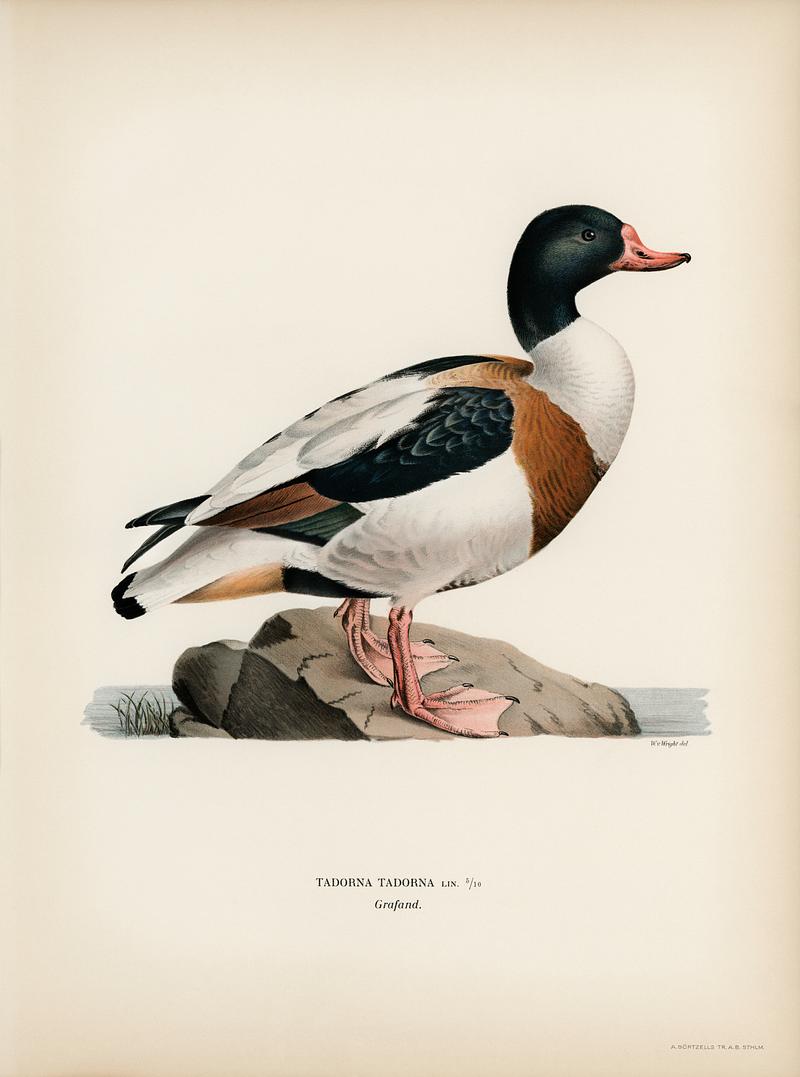 Shelduck (TADORNA TADORNA) illustrated by the von Wright brothers. Digitally enhanced from our own 1929 folio version of Svenska Fåglar Efter Naturen Och Pa Sten Ritade. Shelduck (TADORNA TADORNA) illustrated by the von Wright brothers. Digitally enhanced from our own 1929 folio version of…