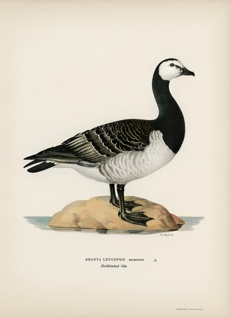 Barnacle Goose (BRANTA LEUCOPSIS) illustrated by the von Wright brothers. Digitally enhanced from our own 1929 folio version of Svenska Fåglar Efter Naturen Och Pa Sten Ritade. Barnacle Goose (BRANTA LEUCOPSIS) illustrated by the von Wright brothers. Digitally enhanced from our own 1929 folio version…