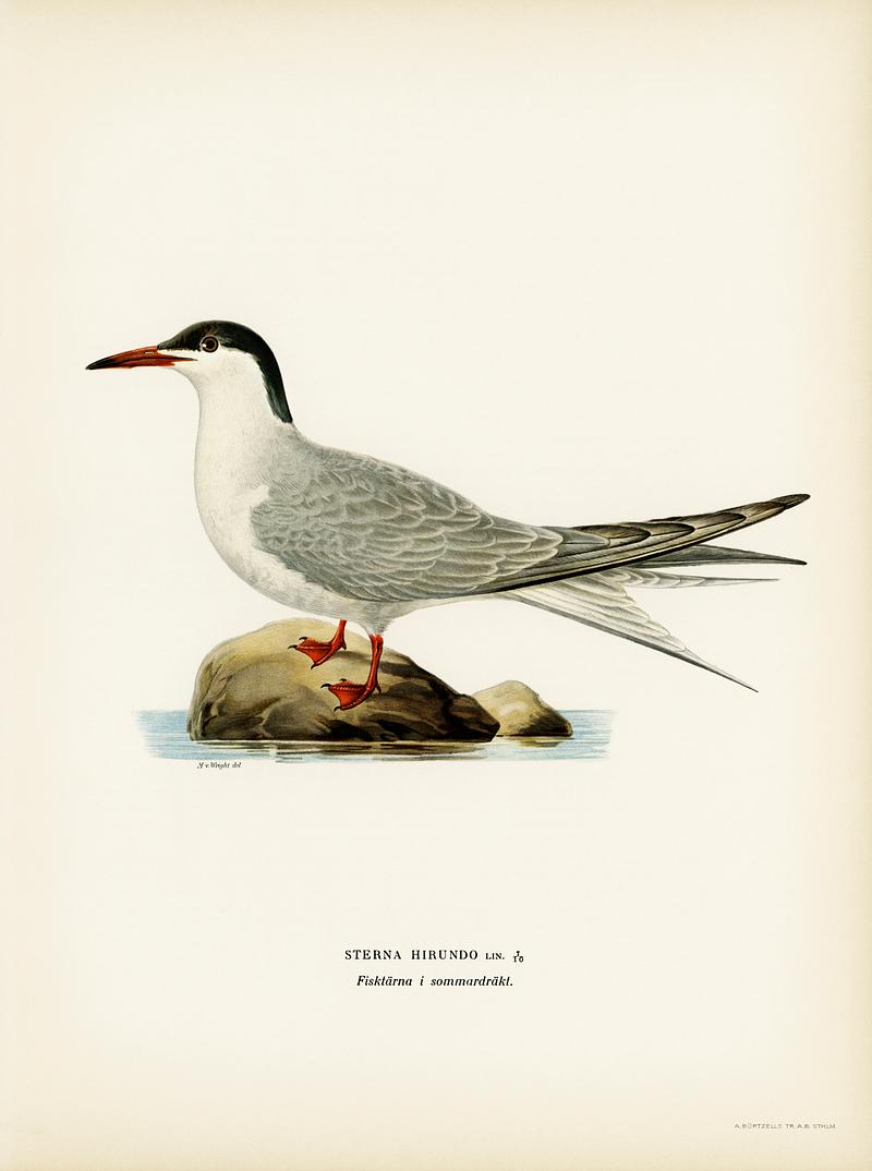 Common tern (STERNA HIRUNDO) illustrated by the von Wright brothers. Digitally enhanced from our own 1929 folio version of Svenska Fåglar Efter Naturen Och Pa Sten Ritade. Common tern (STERNA HIRUNDO) illustrated by the von Wright brothers. Digitally enhanced from our own 1929 folio version of…