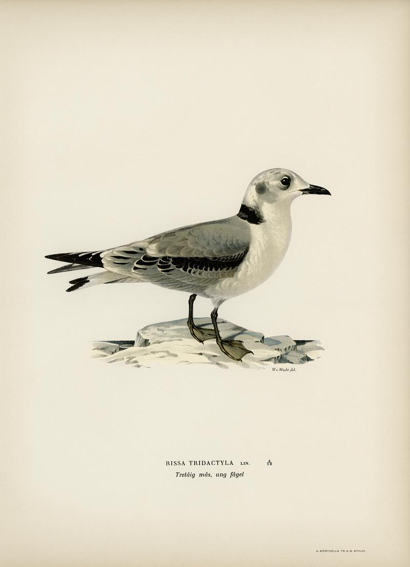 Black-legged kittiwake (Rissa Tridactyla) illustrated by the von Wright brothers. Digitally enhanced from our own 1929 folio version of Svenska Fåglar Efter Naturen Och Pa Sten Ritade. Black-legged kittiwake (Rissa Tridactyla) illustrated by the von Wright brothers. Digitally enhanced from our own 1929 folio…