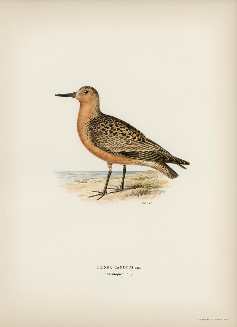 Red Knot ♂ (Tringa Canutus) illustrated by the von Wright brothers. Digitally enhanced from our own 1929 folio version of Svenska Fåglar Efter Naturen Och Pa Sten Ritade. Red Knot ♂ (Tringa Canutus) illustrated by the von Wright brothers. Digitally enhanced from our own 1929 folio version of…