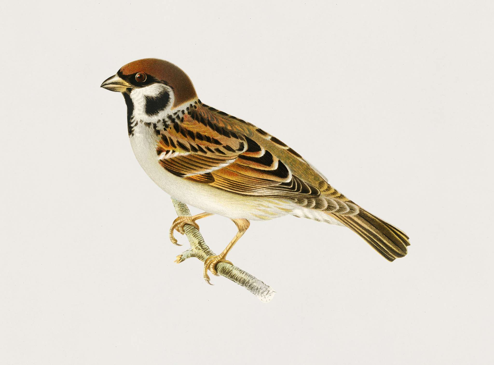 Eurasian Tree Sparrow, Tree Sparrow (Passer montanus) illustrated by the von Wright brothers. Digitally enhanced from our... Eurasian Tree Sparrow, Tree Sparrow (Passer montanus) illustrated by the von Wright brothers. Digitally enhanced from our...