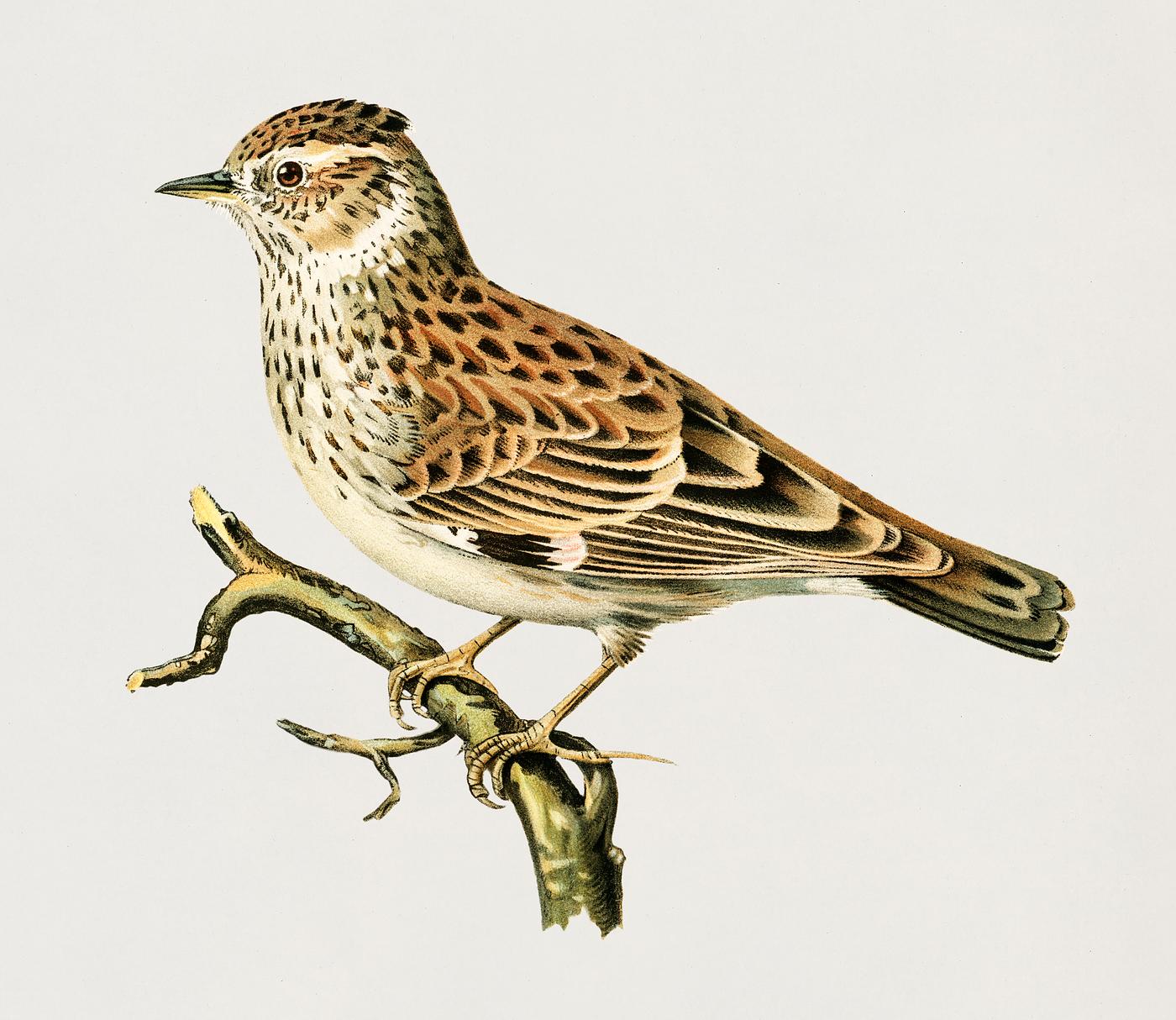 Woodlark (Lullula arborea) illustrated by the von Wright brothers. Digitally enhanced from our own 1929 folio version of... Woodlark (Lullula arborea) illustrated by the von Wright brothers. Digitally enhanced from our own 1929 folio version of...