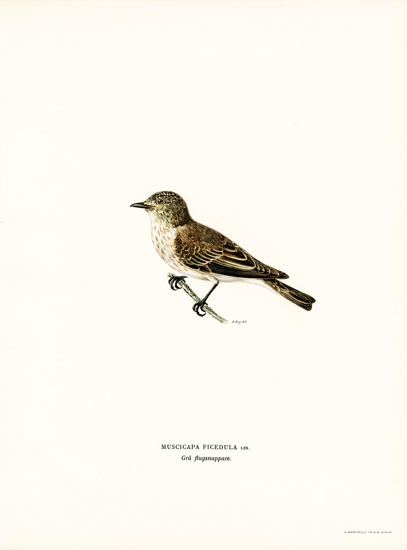 Spotted flycatcher (Muscicapa ficedula) illustrated by the von Wright brothers. Digitally enhanced from our own 1929 folio version of Svenska Fåglar Efter Naturen Och Pa Sten Ritade. Spotted flycatcher (Muscicapa ficedula) illustrated by the von Wright brothers. Digitally enhanced from our own 1929 folio…