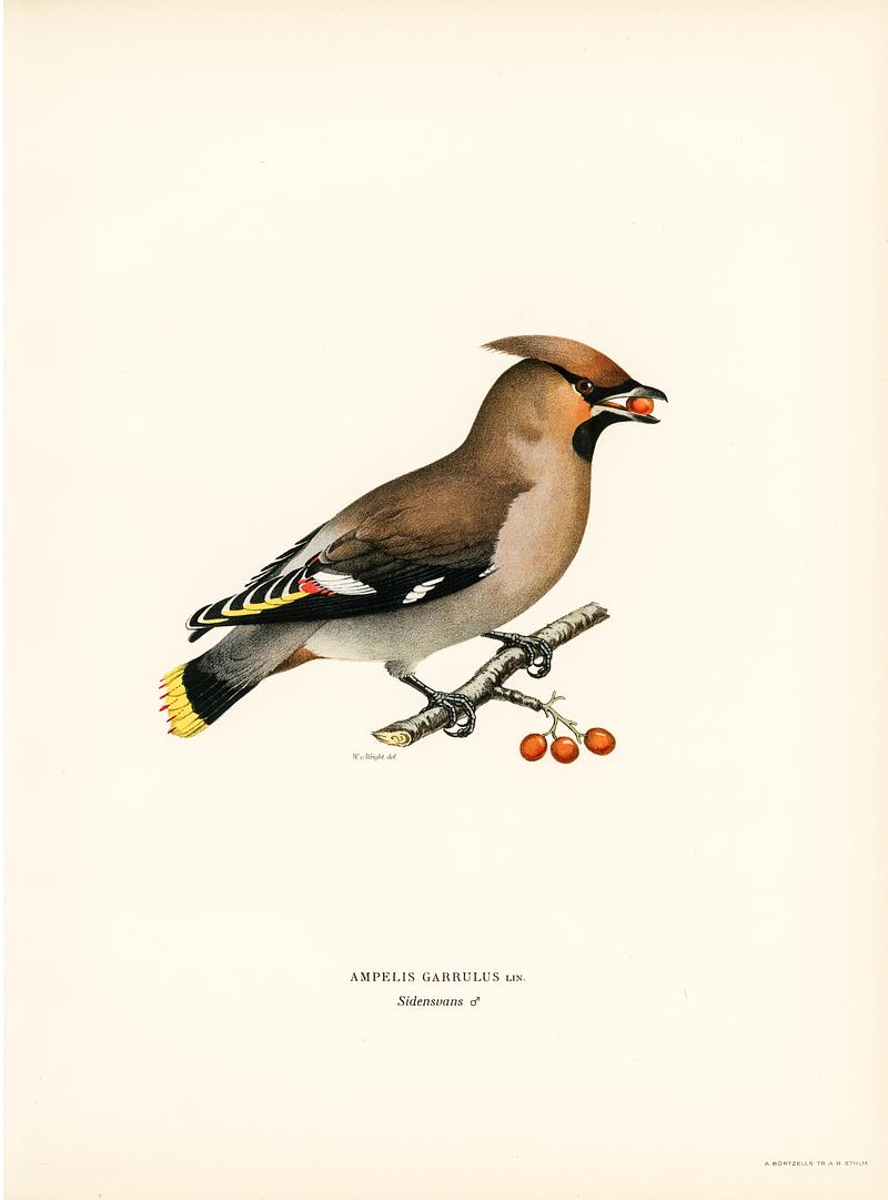 Bohemian Waxwing (Ampelis garrulus) illustrated by the von Wright brothers. Digitally enhanced from our own 1929 folio version of Svenska Fåglar Efter Naturen Och Pa Sten Ritade. Bohemian Waxwing (Ampelis garrulus) illustrated by the von Wright brothers. Digitally enhanced from our own 1929 folio…