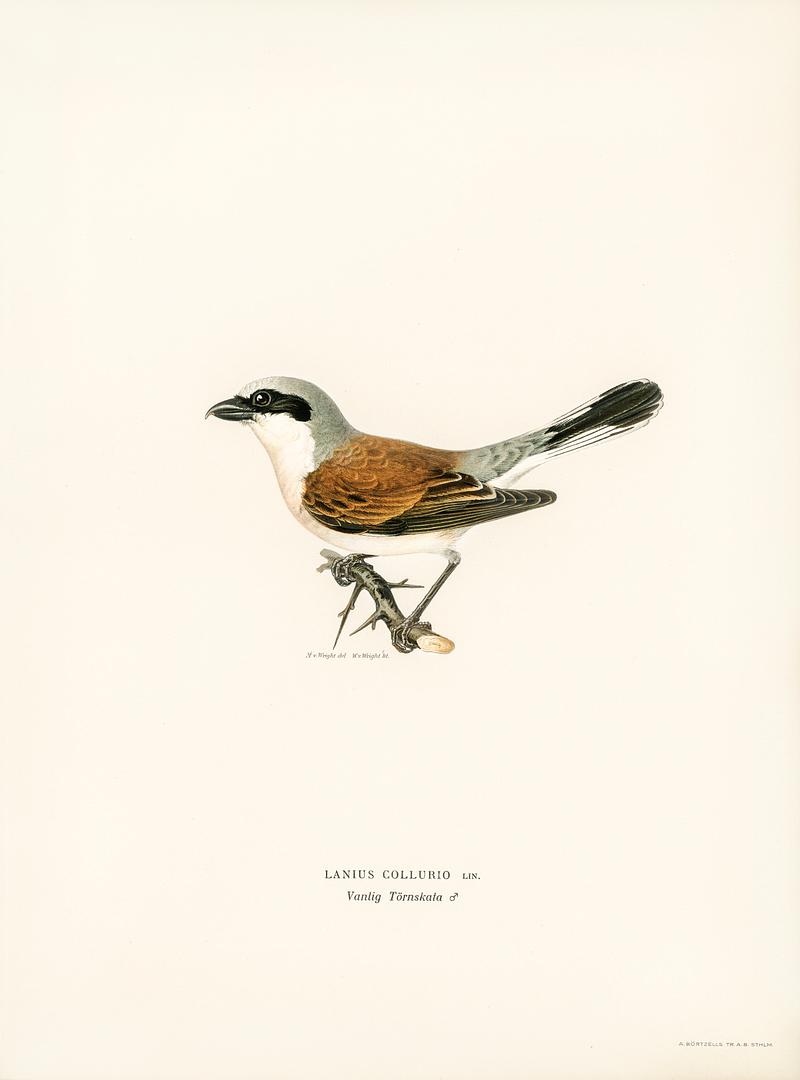 Red-backed Shrike male (Lanius collurio) illustrated by the von Wright brothers. Digitally enhanced from our own 1929 folio version of Svenska Fåglar Efter Naturen Och Pa Sten Ritade. Red-backed Shrike male (Lanius collurio) illustrated by the von Wright brothers. Digitally enhanced from our own 1929 folio…