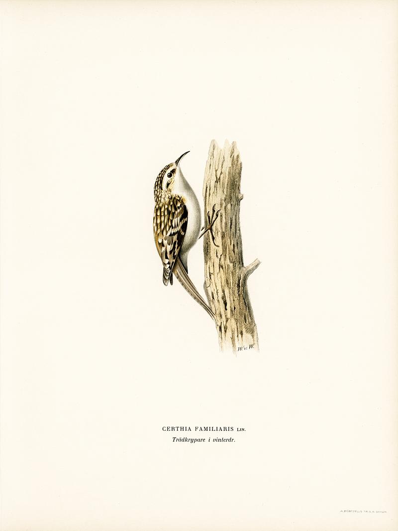 Eurasian treecreeper (Certhia familiaris) illustrated by the von Wright brothers. Digitally enhanced from our own 1929 folio version of Svenska Fåglar Efter Naturen Och Pa Sten Ritade. Eurasian treecreeper (Certhia familiaris) illustrated by the von Wright brothers. Digitally enhanced from our own 1929 folio…