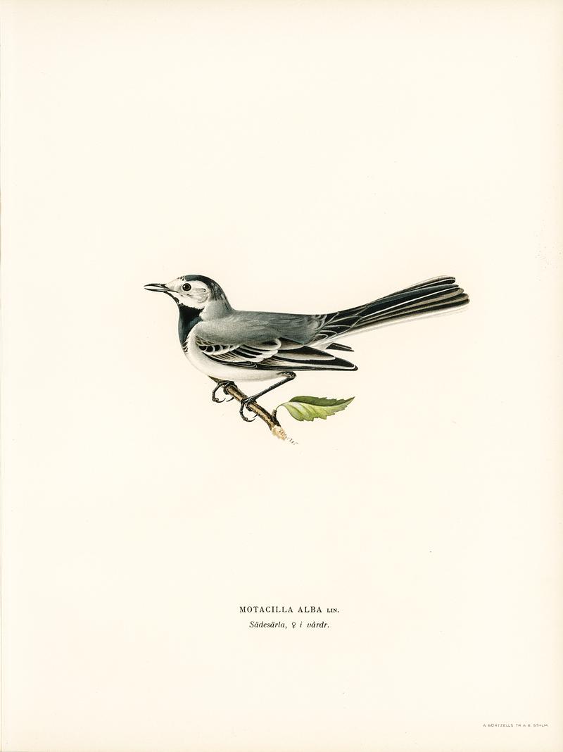 Pied wagtail female (Motacilla alba) illustrated by the von Wright brothers. Digitally enhanced from our own 1929 folio version of Svenska Fåglar Efter Naturen Och Pa Sten Ritade. Pied wagtail female (Motacilla alba) illustrated by the von Wright brothers. Digitally enhanced from our own 1929 folio…