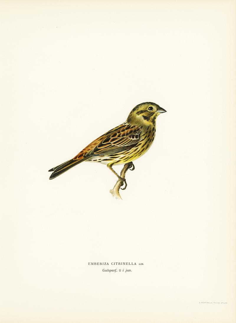 Yellowhammer female (Emberiza citrinella) illustrated by the von Wright brothers. Digitally enhanced from our own 1929 folio version of Svenska Fåglar Efter Naturen Och Pa Sten Ritade. Yellowhammer female (Emberiza citrinella) illustrated by the von Wright brothers. Digitally enhanced from our own 1929 folio…