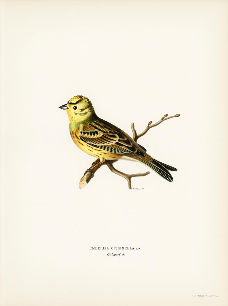 Yellowhammer male (Emberiza citrinella) illustrated by the von Wright brothers. Digitally enhanced from our own 1929 folio version of Svenska Fåglar Efter Naturen Och Pa Sten Ritade. Yellowhammer male (Emberiza citrinella) illustrated by the von Wright brothers. Digitally enhanced from our own 1929 folio…