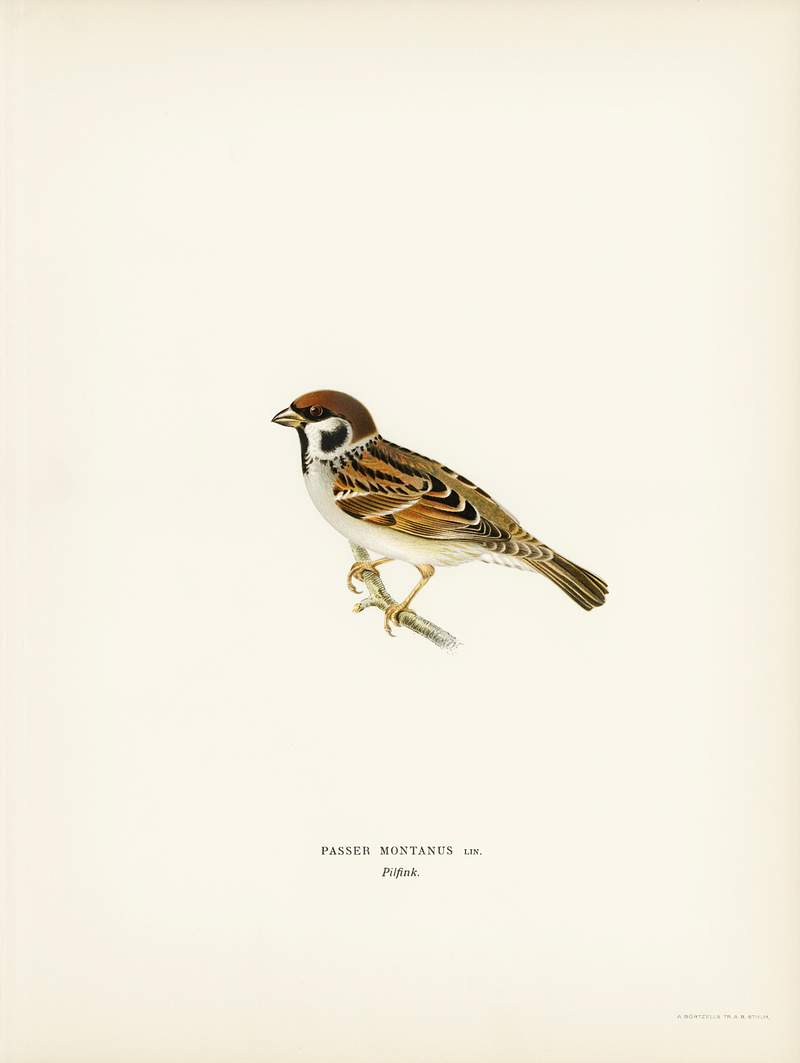 Eurasian Tree Sparrow, Tree Sparrow (Passer… | Free public domain illustration Eurasian Tree Sparrow, Tree Sparrow (Passer montanus) illustrated by the von Wright brothers. Digitally enhanced from our own…