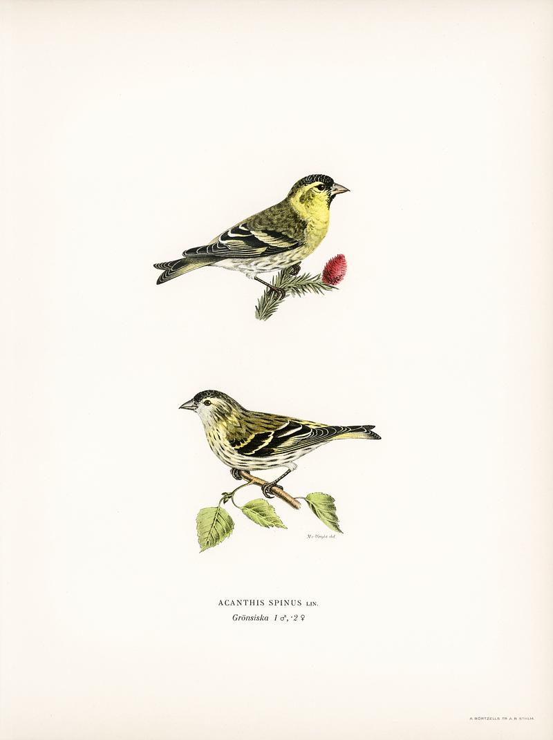 Siskin ( Spinus spinus) 1♂ 2♀ illustrated by the von Wright brothers. Digitally enhanced from our own 1929 folio version of Svenska Fåglar Efter Naturen Och Pa Sten Ritade. Siskin ( Spinus spinus) 1♂ 2♀ illustrated by the von Wright brothers. Digitally enhanced from our own 1929 folio version of…