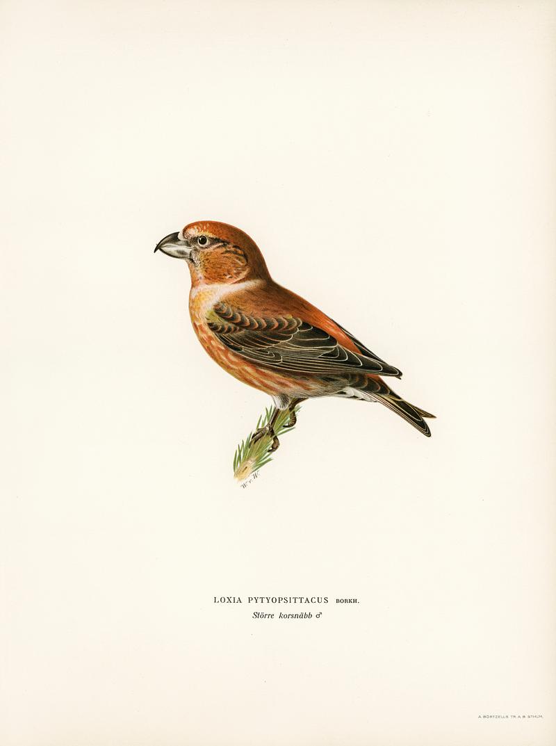Parrot Crossbill ♂ (Loxia pytyopsittacus) illustrated by the von Wright brothers. Digitally enhanced from our own 1929 folio version of Svenska Fåglar Efter Naturen Och Pa Sten Ritade. Parrot Crossbill ♂ (Loxia pytyopsittacus) illustrated by the von Wright brothers. Digitally enhanced from our own 1929 folio…