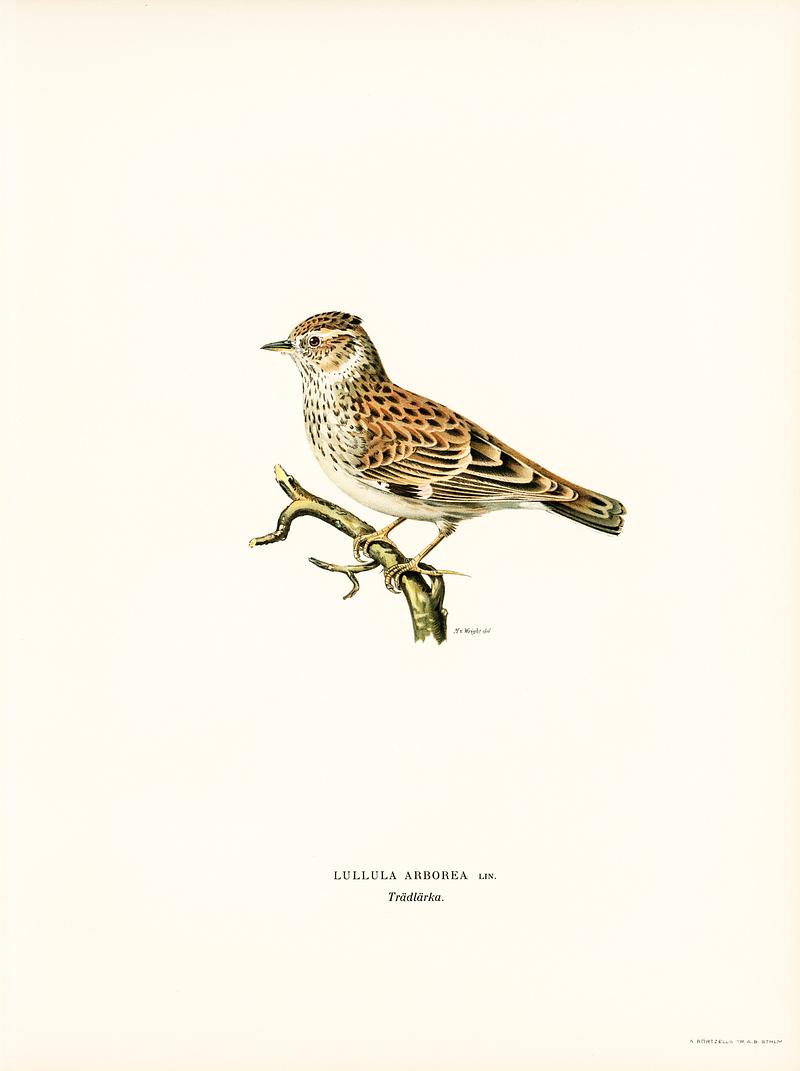 Woodlark (Lullula arborea) illustrated by the von Wright brothers. Digitally enhanced from our own 1929 folio version of Svenska Fåglar Efter Naturen Och Pa Sten Ritade. Woodlark (Lullula arborea) illustrated by the von Wright brothers. Digitally enhanced from our own 1929 folio version of…