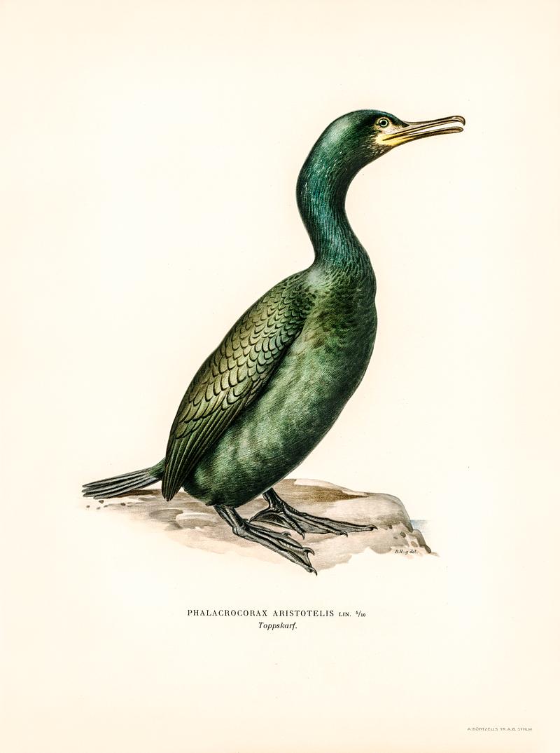 European shag (Phalacrocorax aristotelis) illustrated by the von Wright brothers. Digitally enhanced from our own 1929 folio version of Svenska Fåglar Efter Naturen Och Pa Sten Ritade. European shag (Phalacrocorax aristotelis) illustrated by the von Wright brothers. Digitally enhanced from our own 1929 folio…