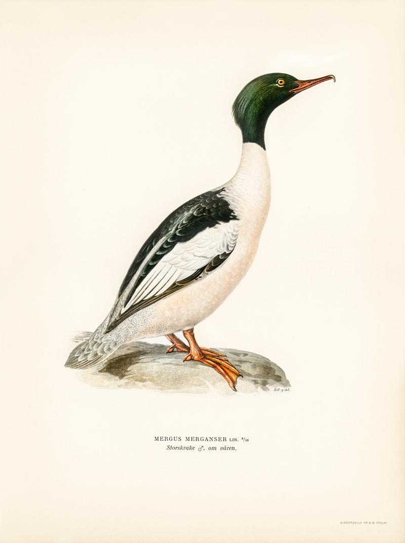 Common merganser, Goosander-in spring male (Mergus merganser) illustrated by the von Wright brothers. Digitally enhanced from our own 1929 folio version of Svenska Fåglar Efter Naturen Och Pa Sten Ritade. Common merganser, Goosander-in spring male (Mergus merganser) illustrated by the von Wright brothers. Digitally enhanced from…