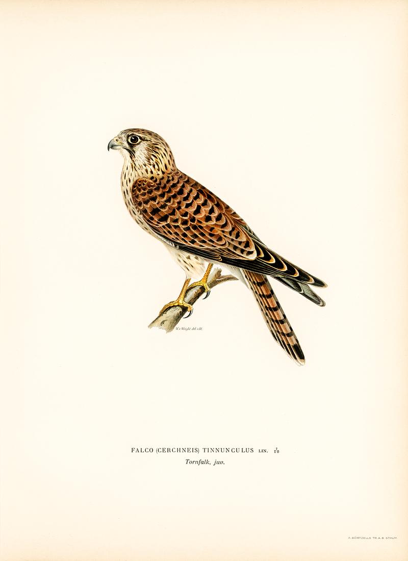 Common Kestrel (Falco tinnunculus) illustrated by the von Wright brothers. Digitally enhanced from our own 1929 folio version of Svenska Fåglar Efter Naturen Och Pa Sten Ritade. Common Kestrel (Falco tinnunculus) illustrated by the von Wright brothers. Digitally enhanced from our own 1929 folio version…