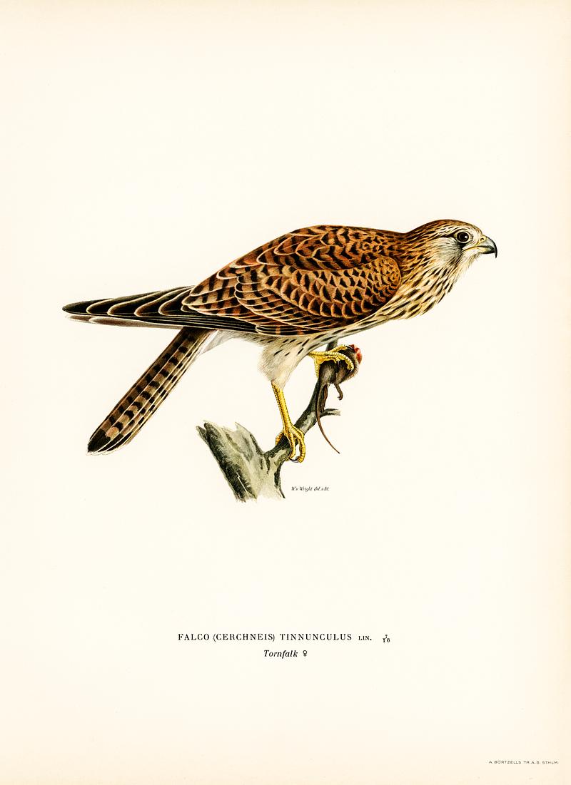 Common Kestrel female (Falco tinnunculus) illustrated by the von Wright brothers. Digitally enhanced from our own 1929 folio version of Svenska Fåglar Efter Naturen Och Pa Sten Ritade. Common Kestrel female (Falco tinnunculus) illustrated by the von Wright brothers. Digitally enhanced from our own 1929 folio…