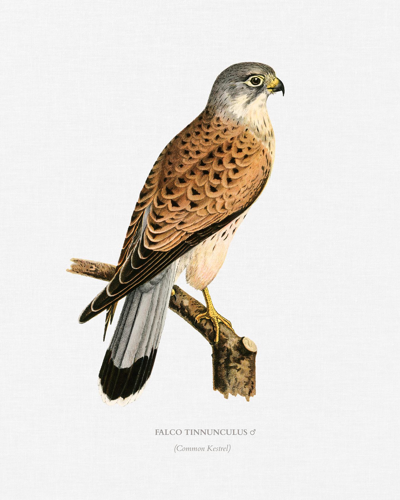 Common Kestrel male (Falco tinnunculus) illustrated by the von Wright brothers. Digitally enhanced from our own 1929 folio... Common Kestrel male (Falco tinnunculus) illustrated by the von Wright brothers. Digitally enhanced from our own 1929 folio...