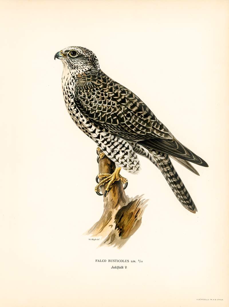 Gyrfalcon, Gyr Falcon male (Falco rusticolus)… | Free public domain illustration Gyrfalcon, Gyr Falcon male (Falco rusticolus) illustrated by the von Wright brothers. Digitally enhanced from our own 1929…