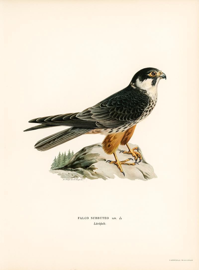 Eurasian Hobby (Falco subbuteo) illustrated by the von Wright brothers. Digitally enhanced from our own 1929 folio version of Svenska Fåglar Efter Naturen Och Pa Sten Ritade. Eurasian Hobby (Falco subbuteo) illustrated by the von Wright brothers. Digitally enhanced from our own 1929 folio version of…