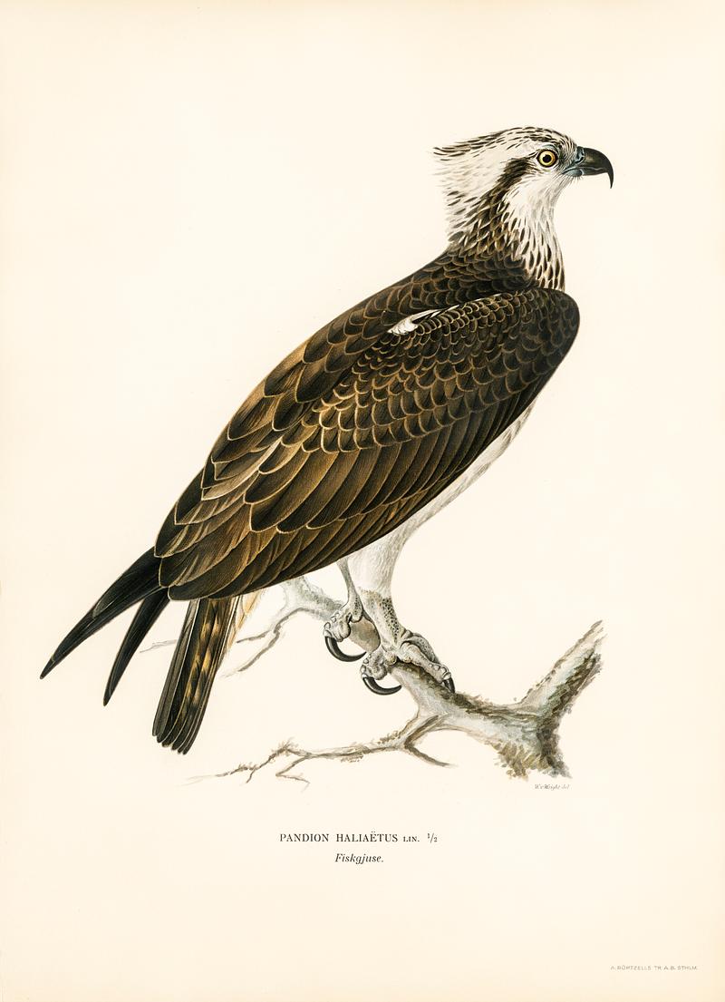 Osprey (Pandion haliaetus) illustrated by the von Wright brothers. Digitally enhanced from our own 1929 folio version of Svenska Fåglar Efter Naturen Och Pa Sten Ritade. Osprey (Pandion haliaetus) illustrated by the von Wright brothers. Digitally enhanced from our own 1929 folio version of…