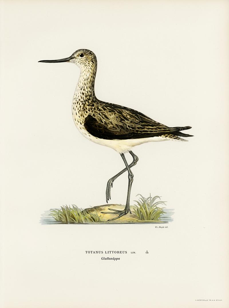 Greenshank (Totanus Littoreus) illustrated by the von Wright brothers. Digitally enhanced from our own 1929 folio version of Svenska Fåglar Efter Naturen Och Pa Sten Ritade. Greenshank (Totanus Littoreus) illustrated by the von Wright brothers. Digitally enhanced from our own 1929 folio version of…