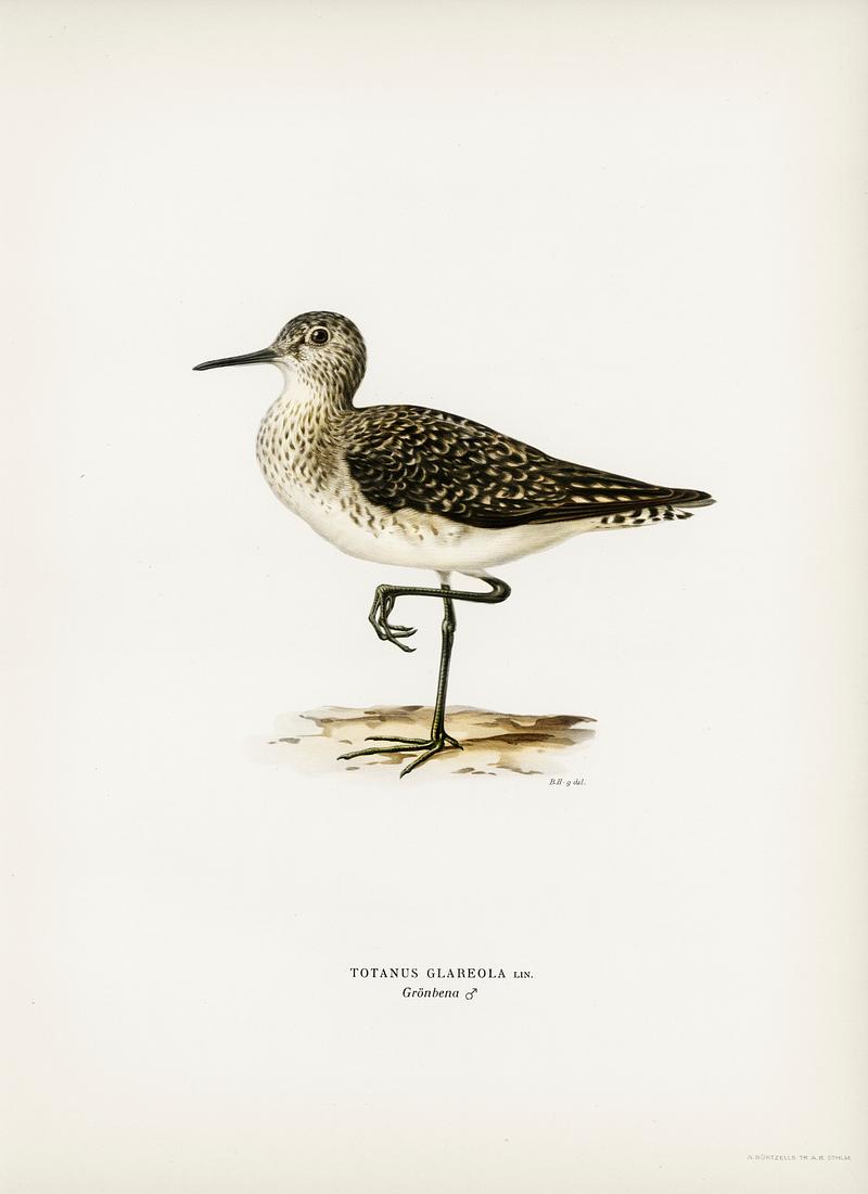 Wood Sandpiper (Totanus Glareola) illustrated by the von Wright brothers. Digitally enhanced from our own 1929 folio version of Svenska Fåglar Efter Naturen Och Pa Sten Ritade. Wood Sandpiper (Totanus Glareola) illustrated by the von Wright brothers. Digitally enhanced from our own 1929 folio version…