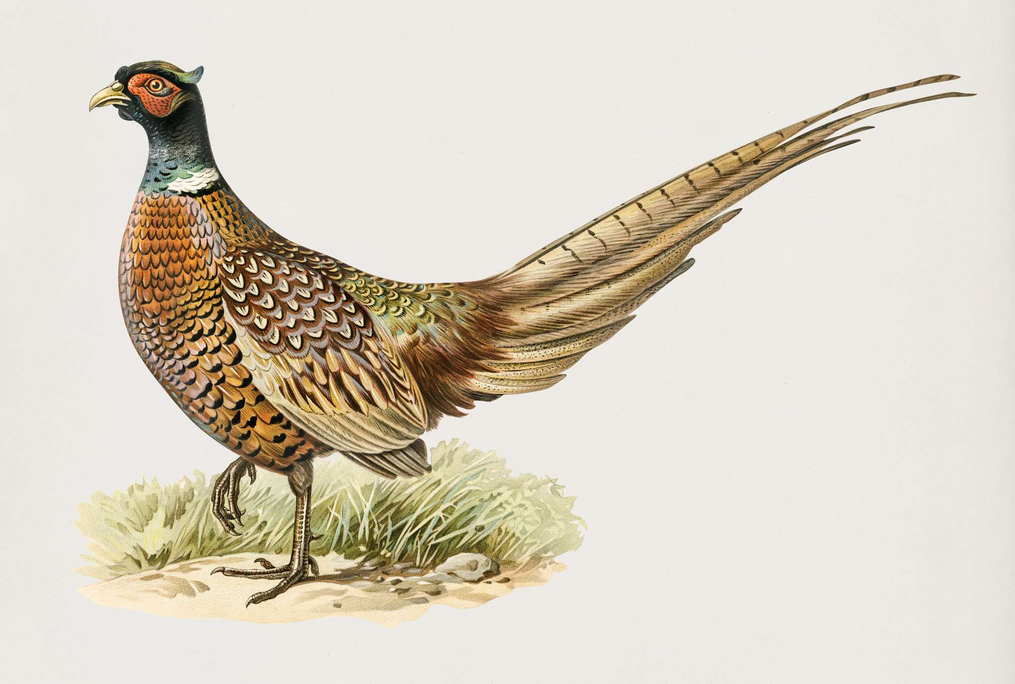 Ring-necked Pheasant (Phasianus colchicus torquatus) illustrated by the von Wright brothers. Digitally enhanced from our own... Ring-necked Pheasant (Phasianus colchicus torquatus) illustrated by the von Wright brothers. Digitally enhanced from our own...