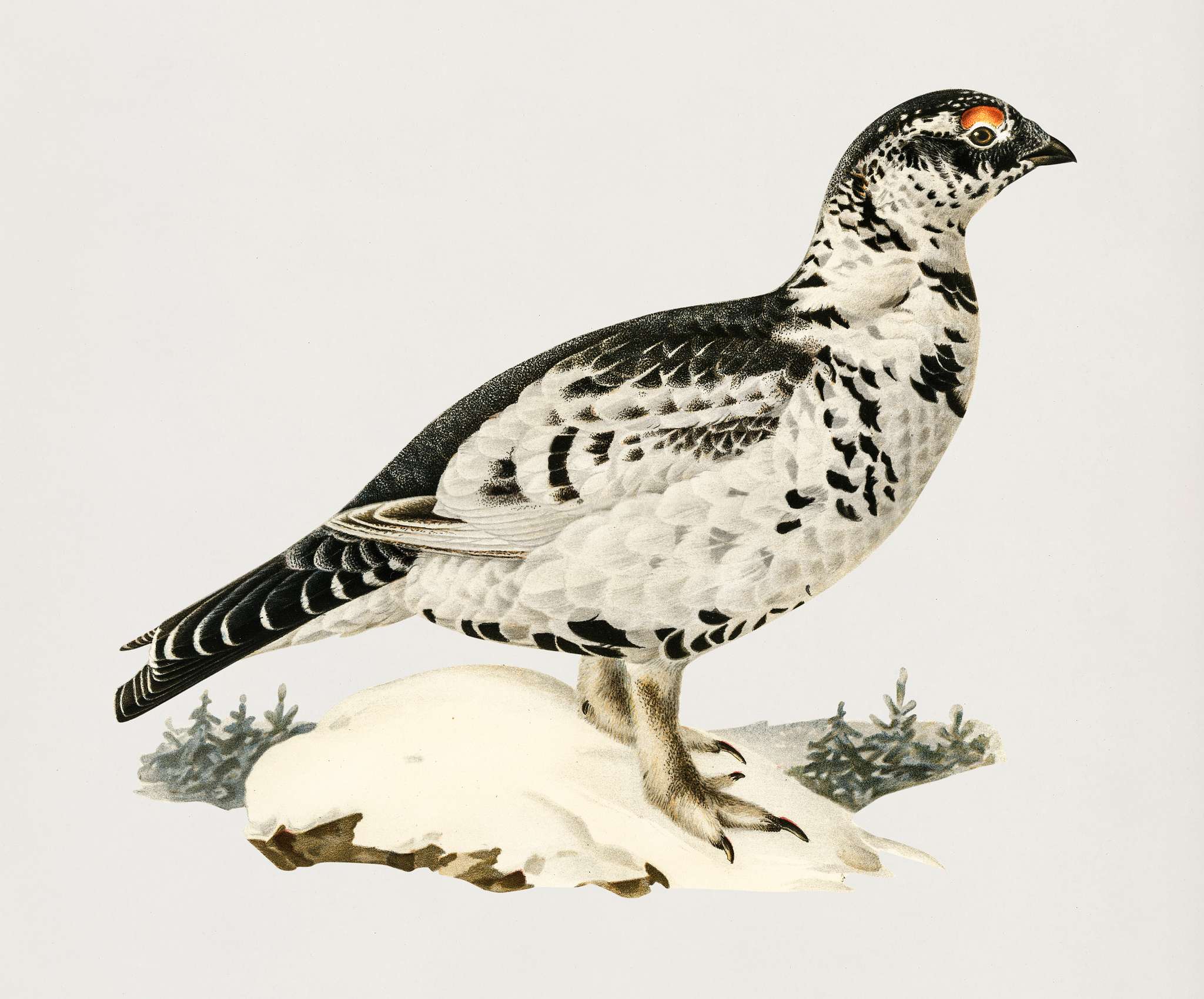Hybrid between Black grouse and Willow ptarmigan (Lyrurus tetrix ♂ x lagopus lagopus ♀) illustrated by the von Wright... Hybrid between Black grouse and Willow ptarmigan (Lyrurus tetrix ♂ x lagopus lagopus ♀) illustrated by the von Wright...