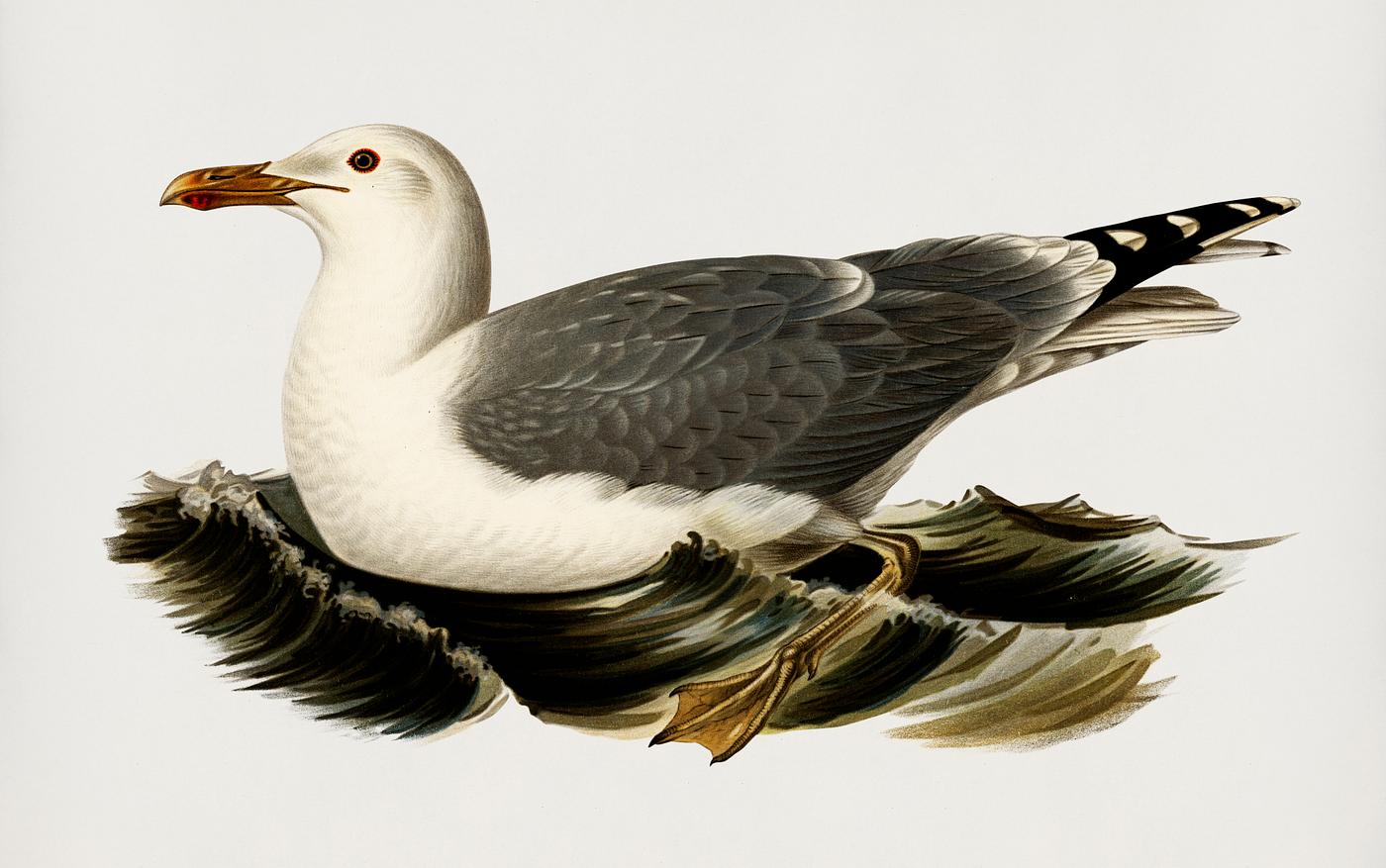 European herring gull (Larus Argentatus) illustrated by the von Wright brothers. Digitally enhanced from our own 1929 folio... European herring gull (Larus Argentatus) illustrated by the von Wright brothers. Digitally enhanced from our own 1929 folio...