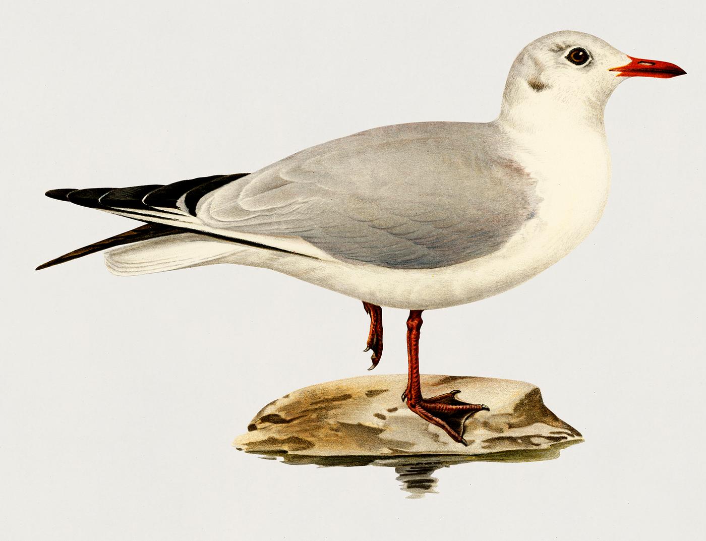 Black-headed gull (Larus Ridibundus) illustrated by the von Wright brothers. Digitally enhanced from our own 1929 folio... Black-headed gull (Larus Ridibundus) illustrated by the von Wright brothers. Digitally enhanced from our own 1929 folio...