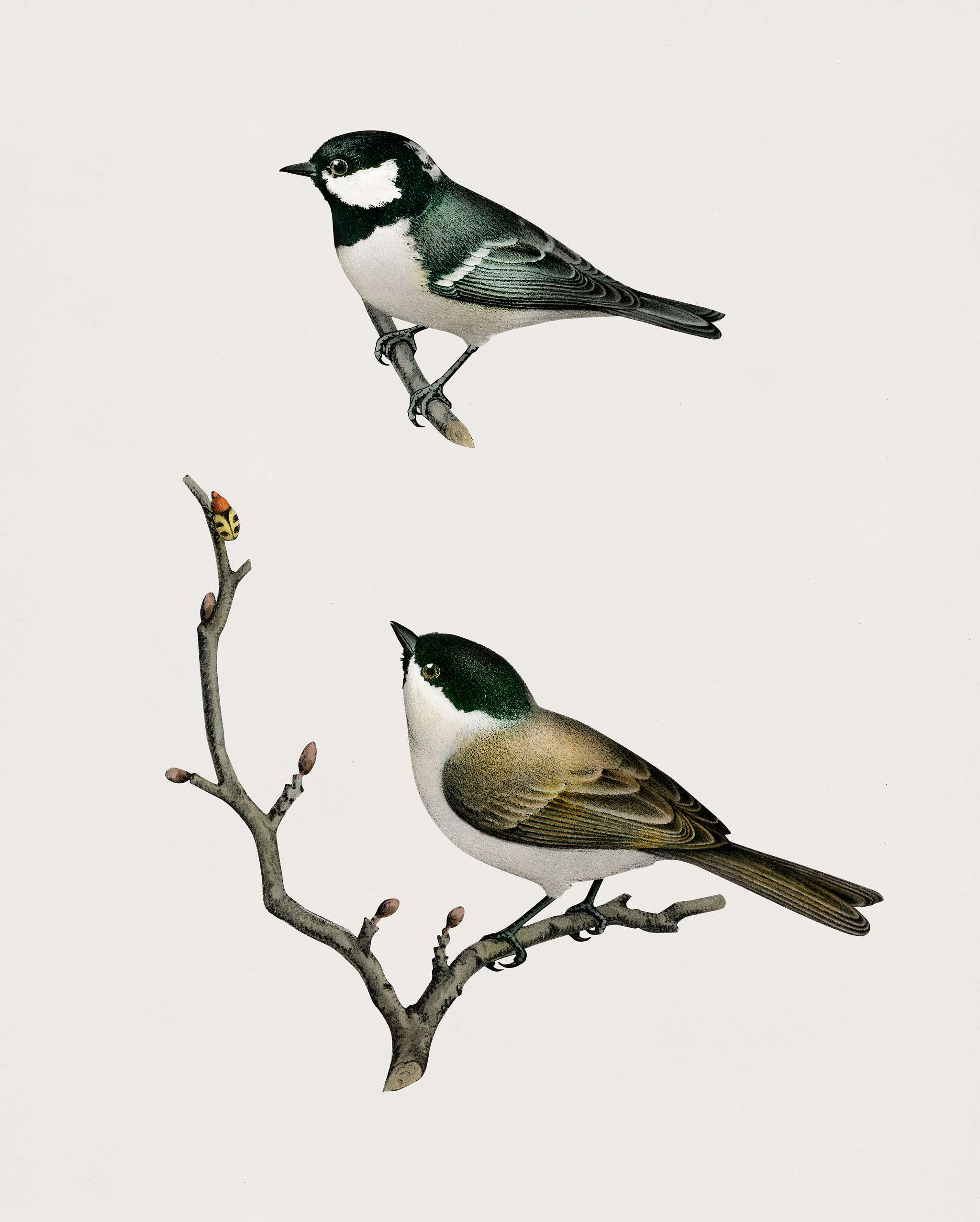 Coal Tit (Parus Ater) and Marsh Tit (Parus Palustris) illustrated by the von Wright brothers. Digitally enhanced from our... Coal Tit (Parus Ater) and Marsh Tit (Parus Palustris) illustrated by the von Wright brothers. Digitally enhanced from our...