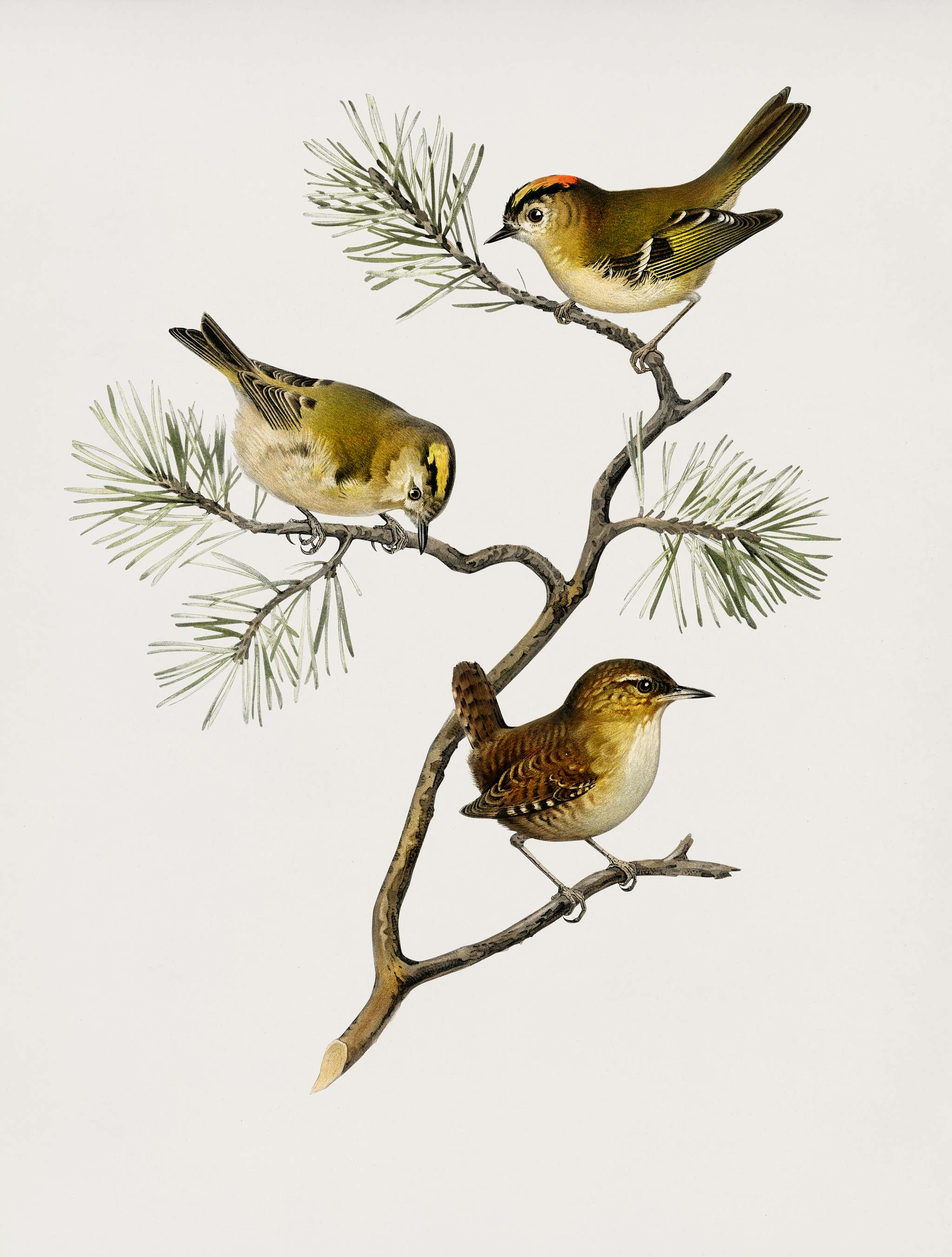 Eurasian wren (Nannus troglodytes) - Goldcrest (Regulus regulus) illustrated by the von Wright brothers. Digitally enhanced... Eurasian wren (Nannus troglodytes) - Goldcrest (Regulus regulus) illustrated by the von Wright brothers. Digitally enhanced...