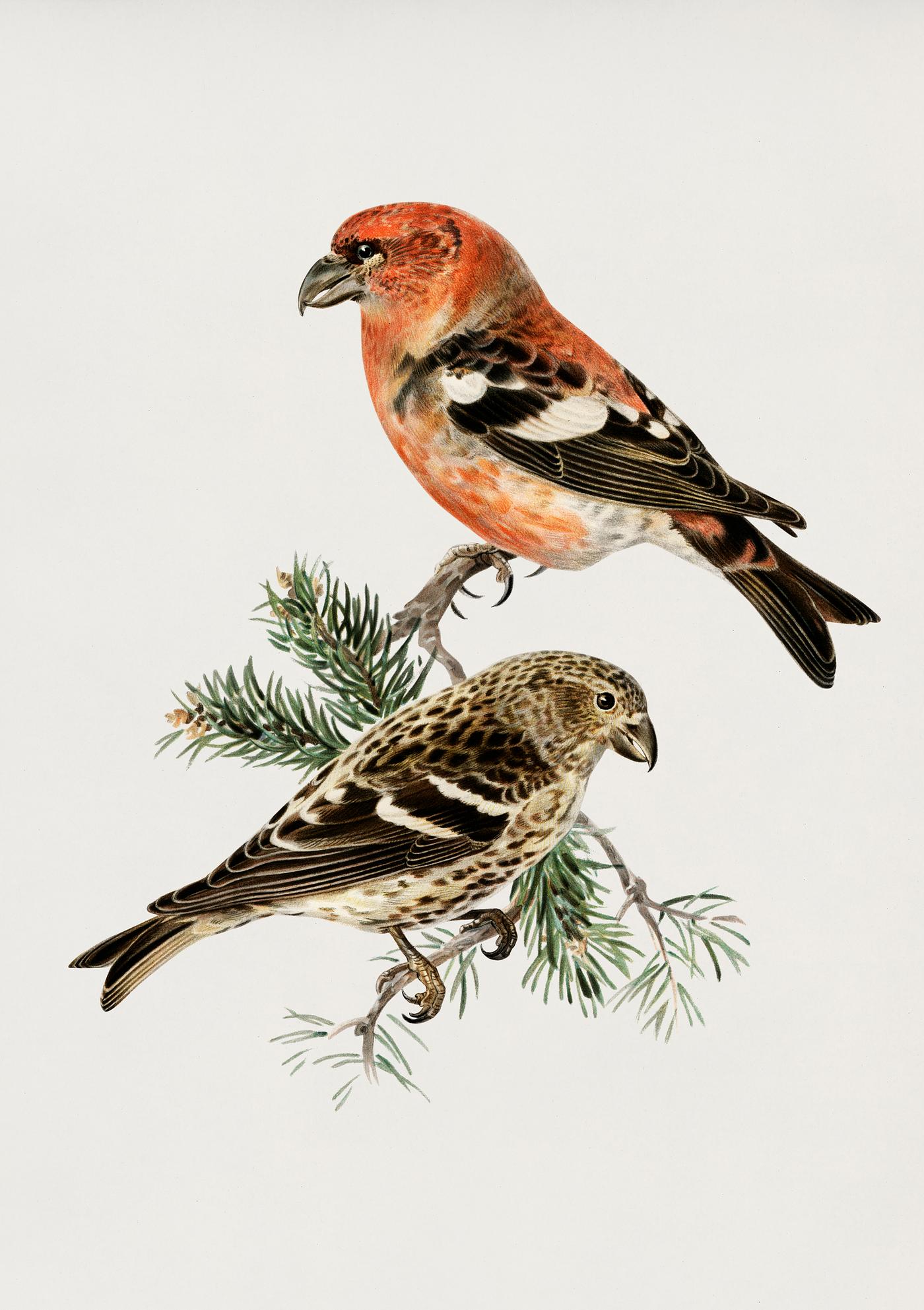 Two-barred crossbill (Loxia leucoptera bifasciata) illustrated by the von Wright brothers. Digitally enhanced from our own... Two-barred crossbill (Loxia leucoptera bifasciata) illustrated by the von Wright brothers. Digitally enhanced from our own...