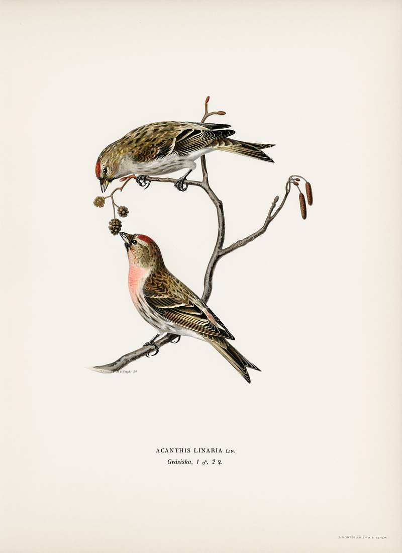 common linnet (Acanthis linaria) illustrated… | Free public domain illustration common linnet (Acanthis linaria) illustrated by the von Wright brothers. Digitally enhanced from our own 1929 folio version…