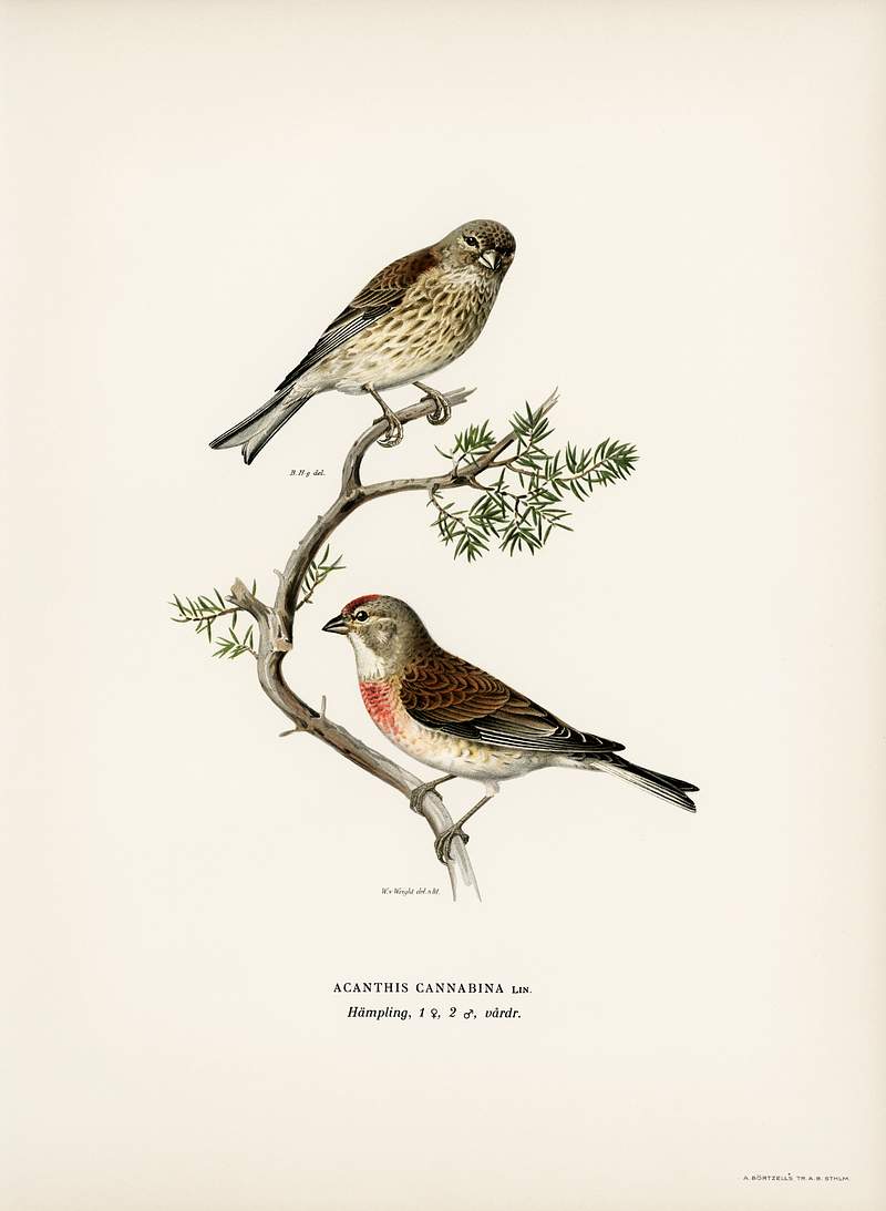 Common linnet (Acanthis cannabina) illustrated by the von Wright brothers. Digitally enhanced from our own 1929 folio version…