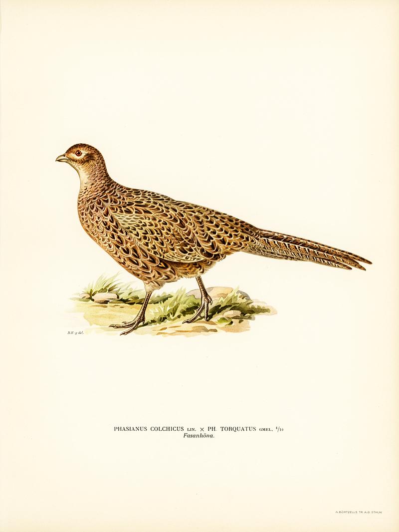Pheasant (Phasianus Colchicus) illustrated by the von Wright brothers. Digitally enhanced from our own 1929 folio version of Svenska Fåglar Efter Naturen Och Pa Sten Ritade. Pheasant (Phasianus Colchicus) illustrated by the von Wright brothers. Digitally enhanced from our own 1929 folio version of…