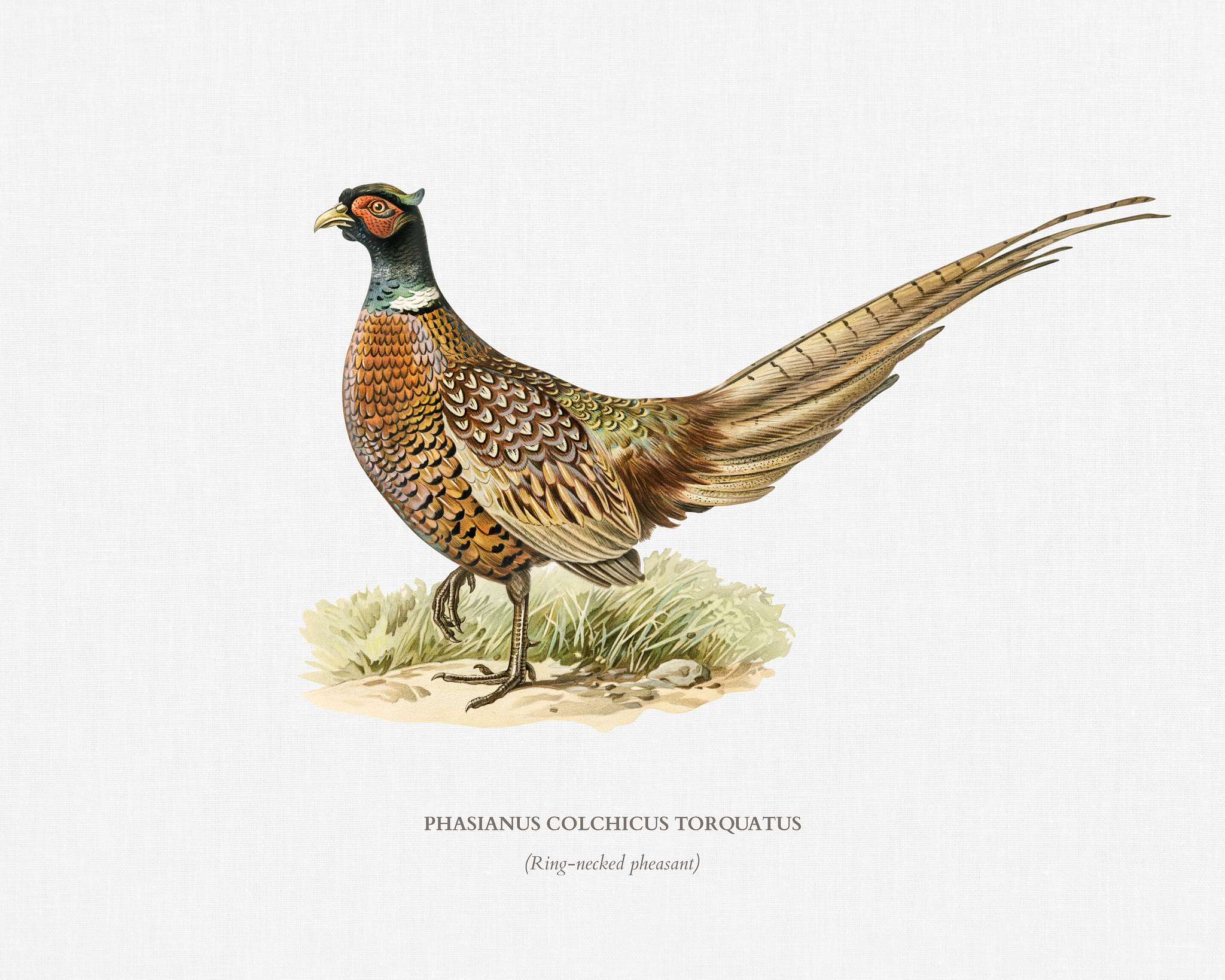 Ring-necked Pheasant (phasianus colchicus torquatus) illustrated by the von Wright brothers. Digitally enhanced from our own... Ring-necked Pheasant (phasianus colchicus torquatus) illustrated by the von Wright brothers. Digitally enhanced from our own...