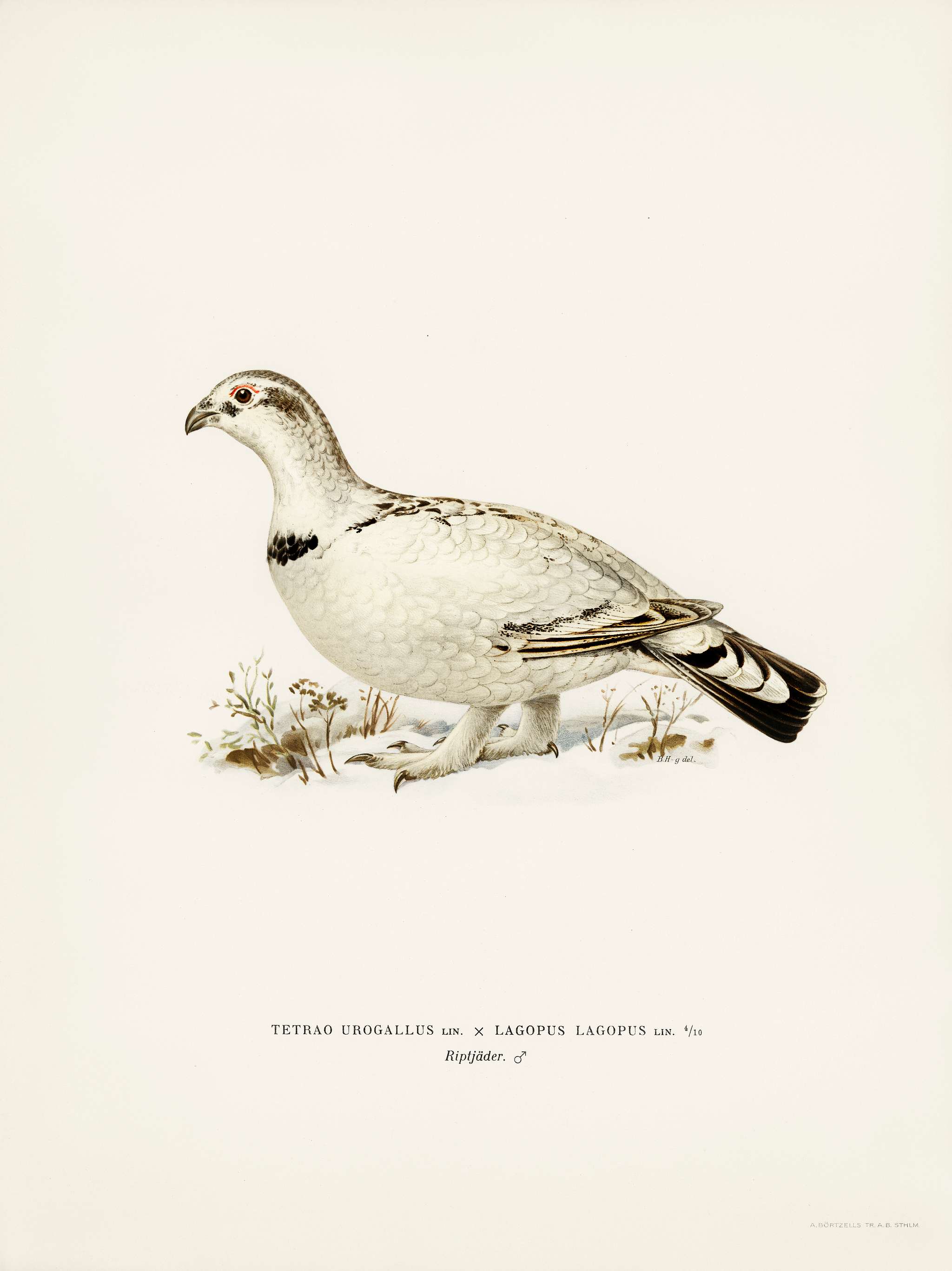 Hybrid between Western capercaillie and Willow ptarmigan (Tetrao urogallus x lagopus lagopus) illustrated by the von Wright... Hybrid between Western capercaillie and Willow ptarmigan (Tetrao urogallus x lagopus lagopus) illustrated by the von Wright...