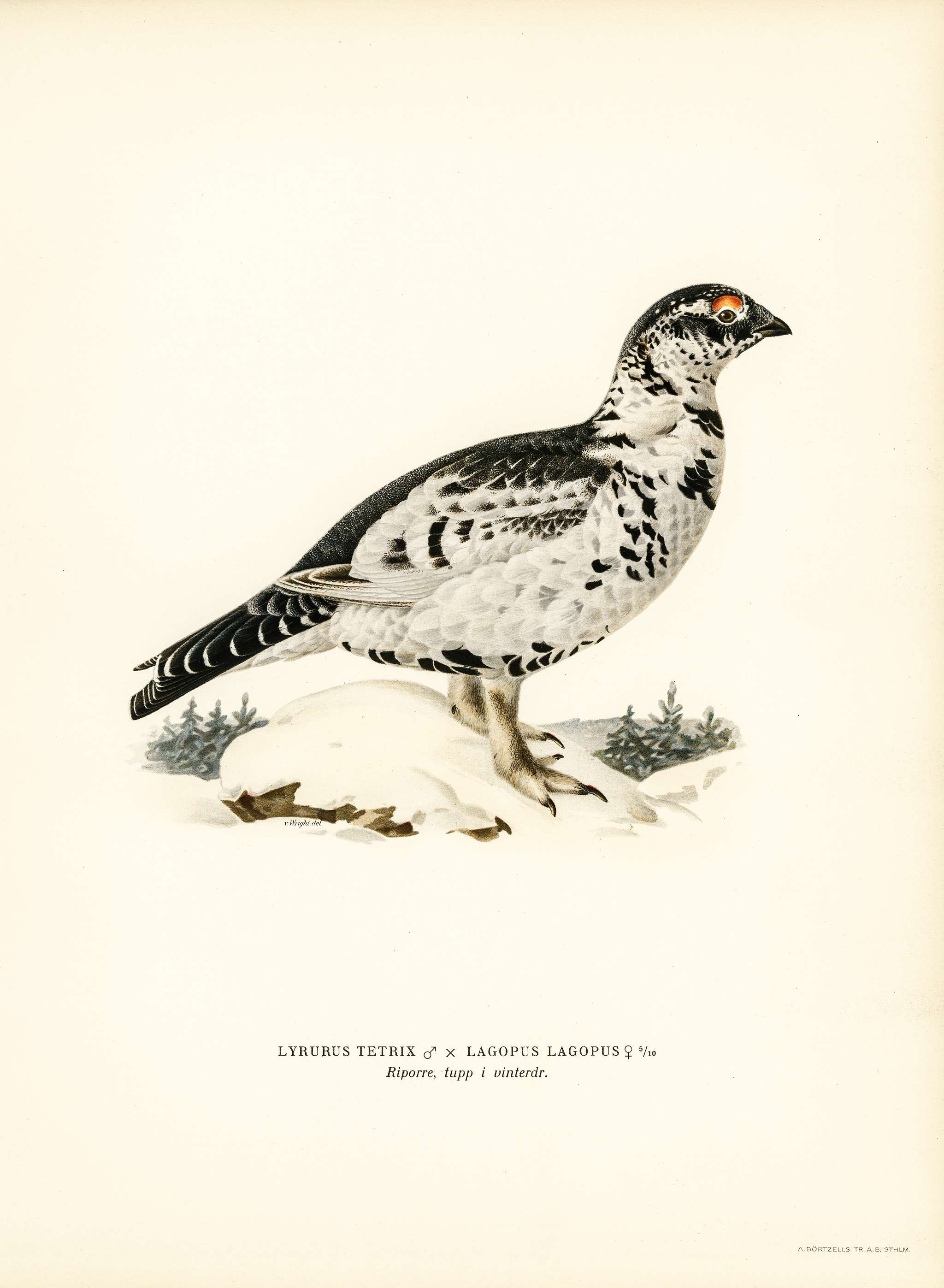 Hybrid between Black grouse and Willow ptarmigan (Lyrurus tetrix ♂ x lagopus lagopus ♀) illustrated by the von Wright... Hybrid between Black grouse and Willow ptarmigan (Lyrurus tetrix ♂ x lagopus lagopus ♀) illustrated by the von Wright...