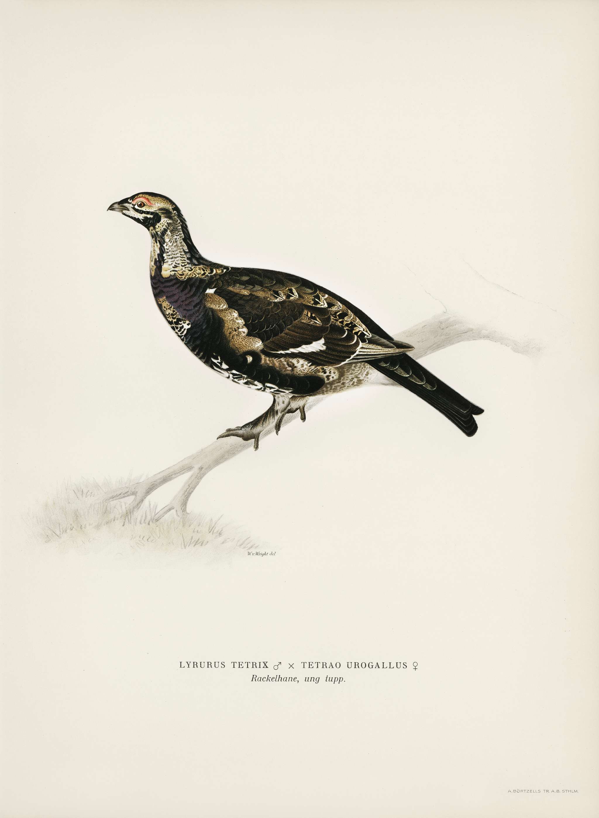 Hybrid between Black grouse and Willow ptarmigan (Yrurus tetrix x lagopus lagopus) illustrated by the von Wright brothers.... Hybrid between Black grouse and Willow ptarmigan (Yrurus tetrix x lagopus lagopus) illustrated by the von Wright brothers....