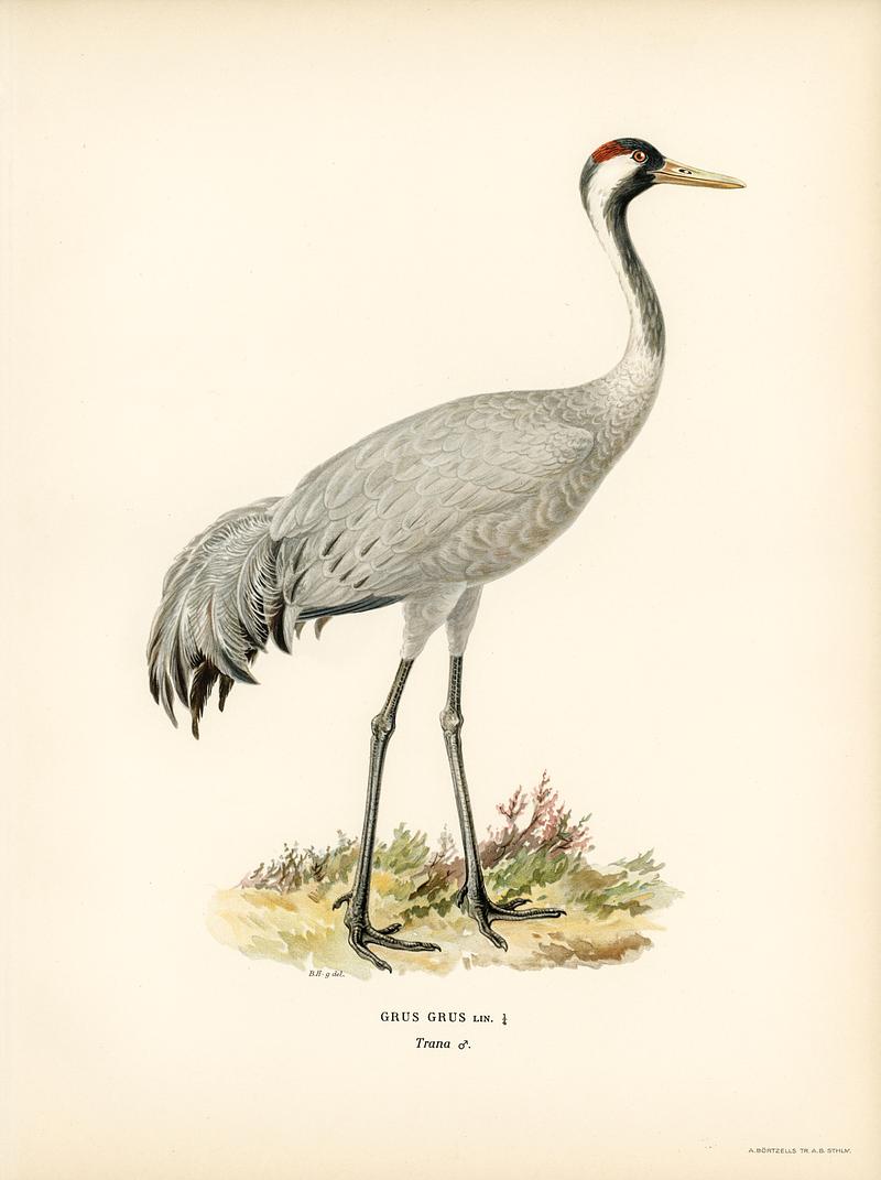 Common Crane (Grus Grus) illustrated by the von Wright brothers. Digitally enhanced from our own 1929 folio version of Svenska Fåglar Efter Naturen Och Pa Sten Ritade. Common Crane (Grus Grus) illustrated by the von Wright brothers. Digitally enhanced from our own 1929 folio version of…