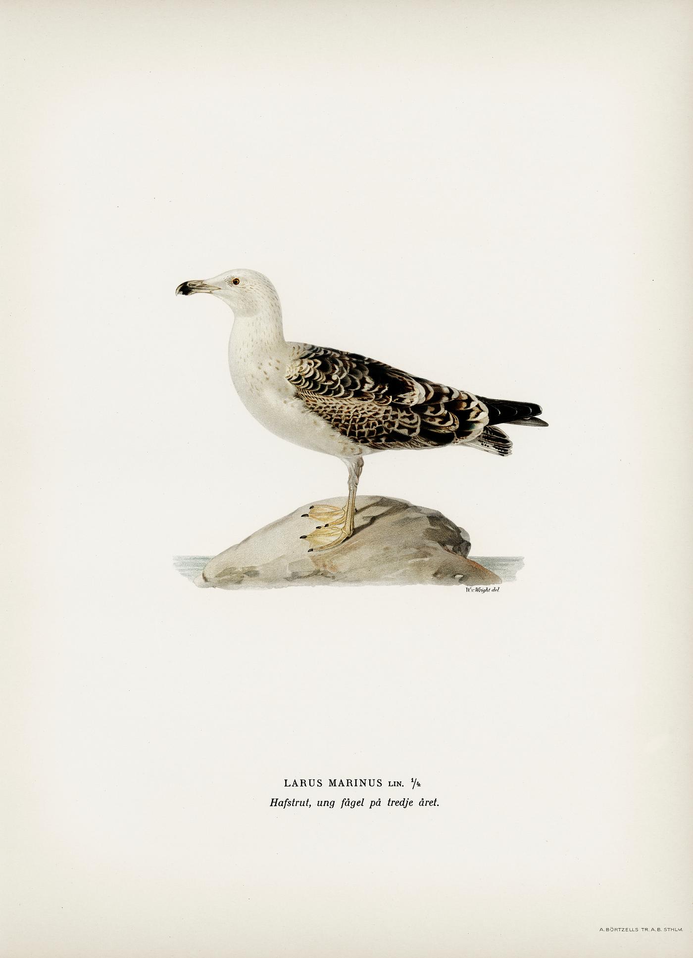 Great black-backed gull (LARUS MARINUS) illustrated by the von Wright brothers. Digitally enhanced from our own 1929 folio... Great black-backed gull (LARUS MARINUS) illustrated by the von Wright brothers. Digitally enhanced from our own 1929 folio...