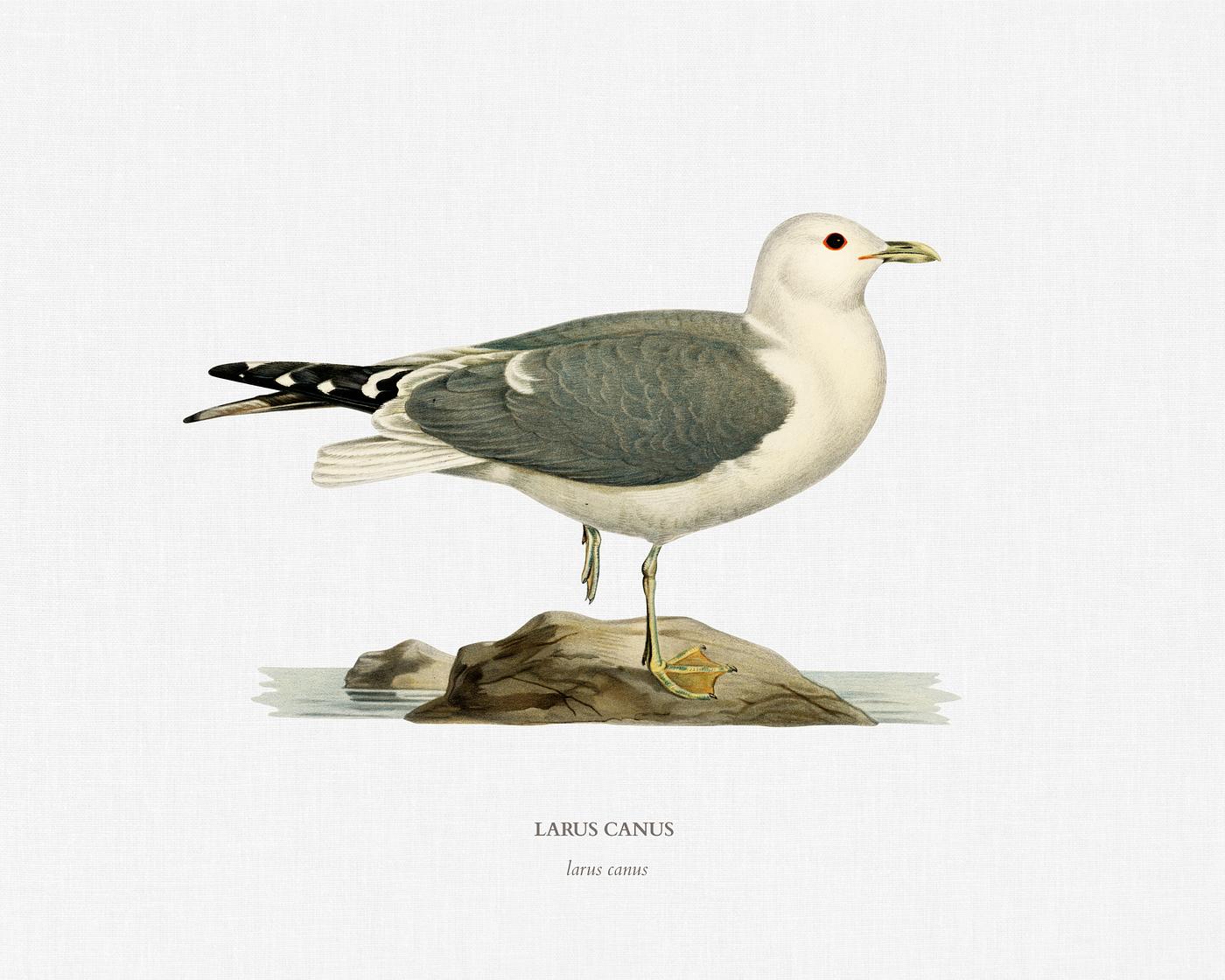 Common gull (larus canu) illustrated by the von Wright brothers. Digitally enhanced from our own 1929 folio version of... Common gull (larus canu) illustrated by the von Wright brothers. Digitally enhanced from our own 1929 folio version of...