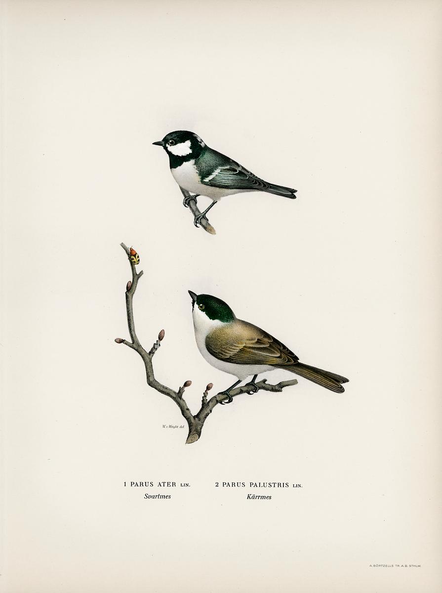 Coal Tit (Parus Ater) and Marsh Tit (Parus… | Free public domain illustration Coal Tit (Parus Ater) and Marsh Tit (Parus Palustris) illustrated by the von Wright brothers. Digitally enhanced from our own…