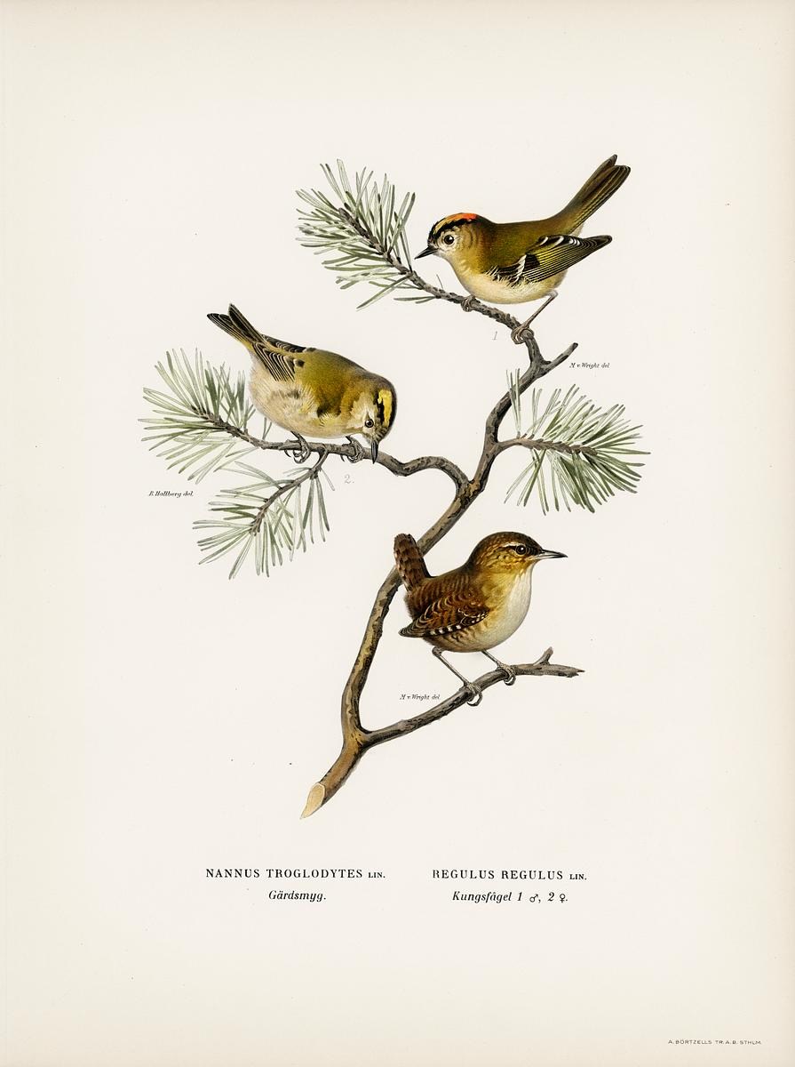 Eurasian wren (Nannus troglodytes) -… | Free public domain illustration Eurasian wren (Nannus troglodytes) - Goldcrest (Regulus regulus) illustrated by the von Wright brothers. Digitally enhanced…